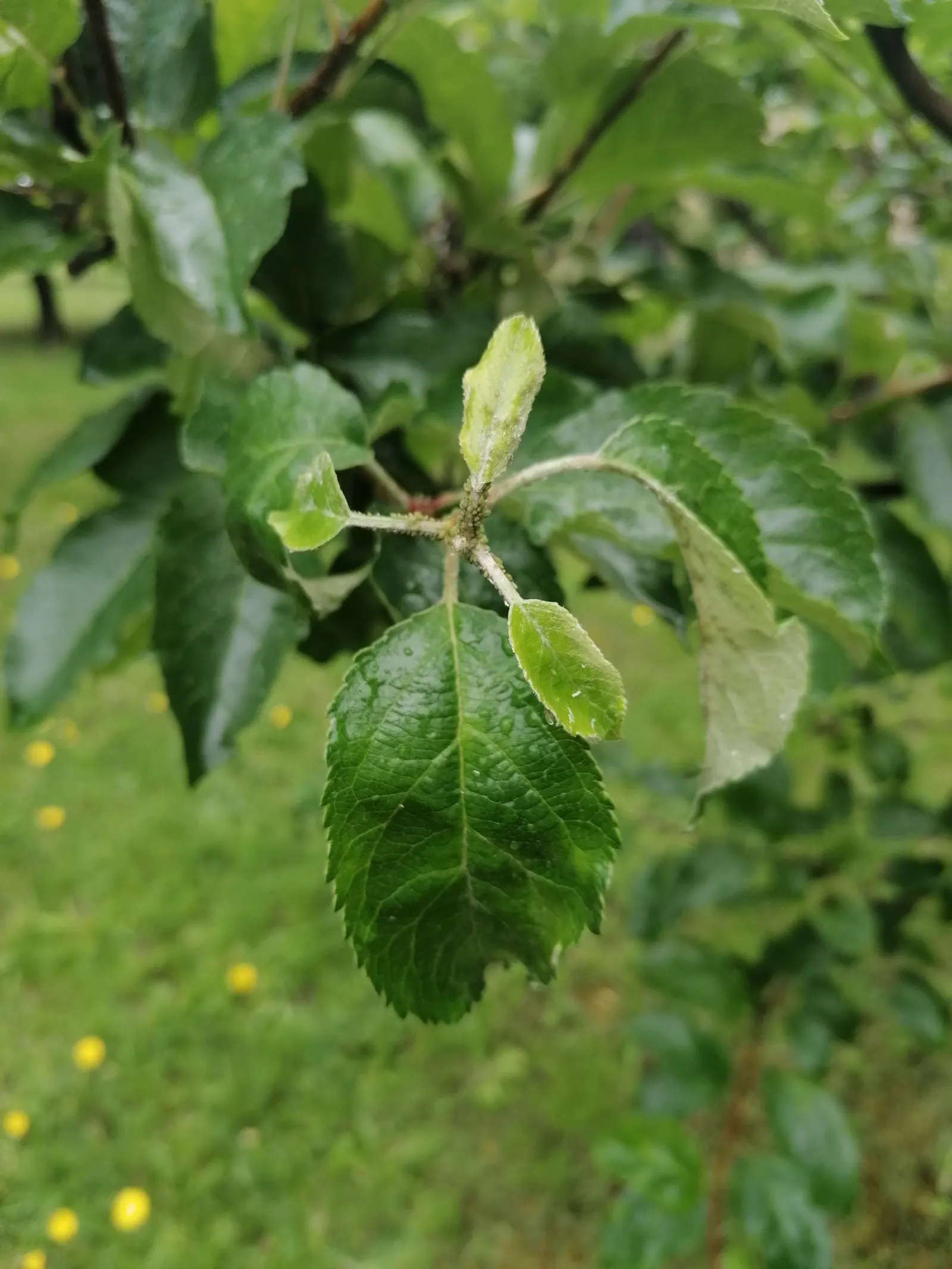 Domestic Apple (Malus Domestica) — commonly known as the Domestic Apple; spring unfurls white to pink blossoms, preluding a fall harvest of edible apples