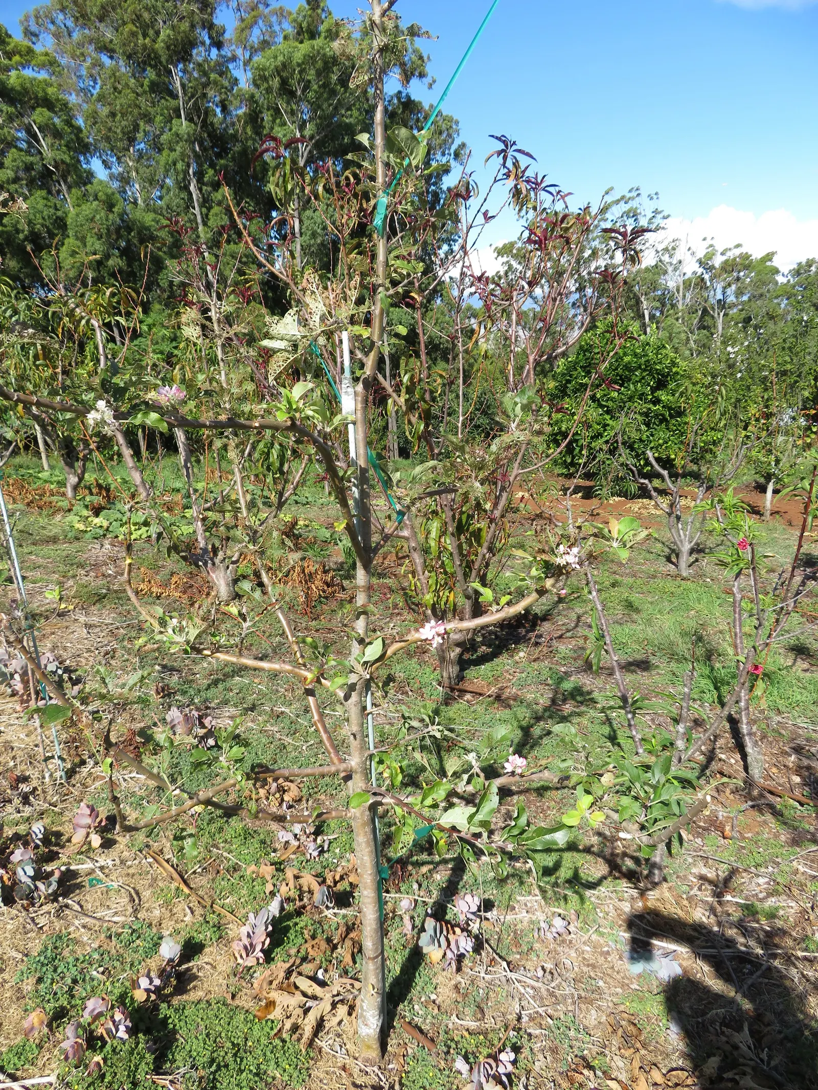 Domestic Apple (Malus Domestica) — making it a bountiful choice for any landscape.<br><br>Educate clients about potential pests and diseases, image 106