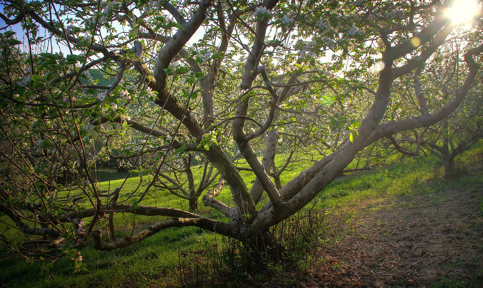 Domestic Apple (Malus Domestica) — is a deciduous tree widely celebrated for its delightful fruit production and ornamental value; the Domestic, image 120
