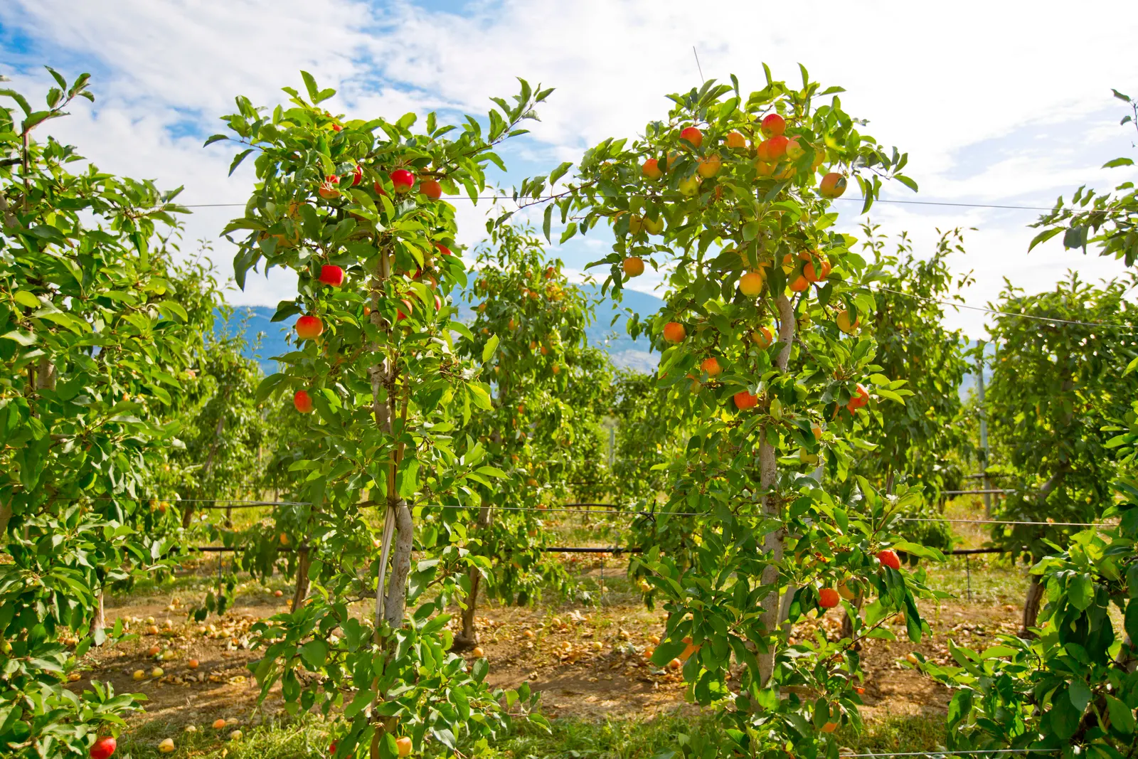 Domestic Apple (Malus Domestica) — The average mature Domestic Apple tree yields 2 to 16 bushels of apples; spring unfurls white to pink blossoms, image 105