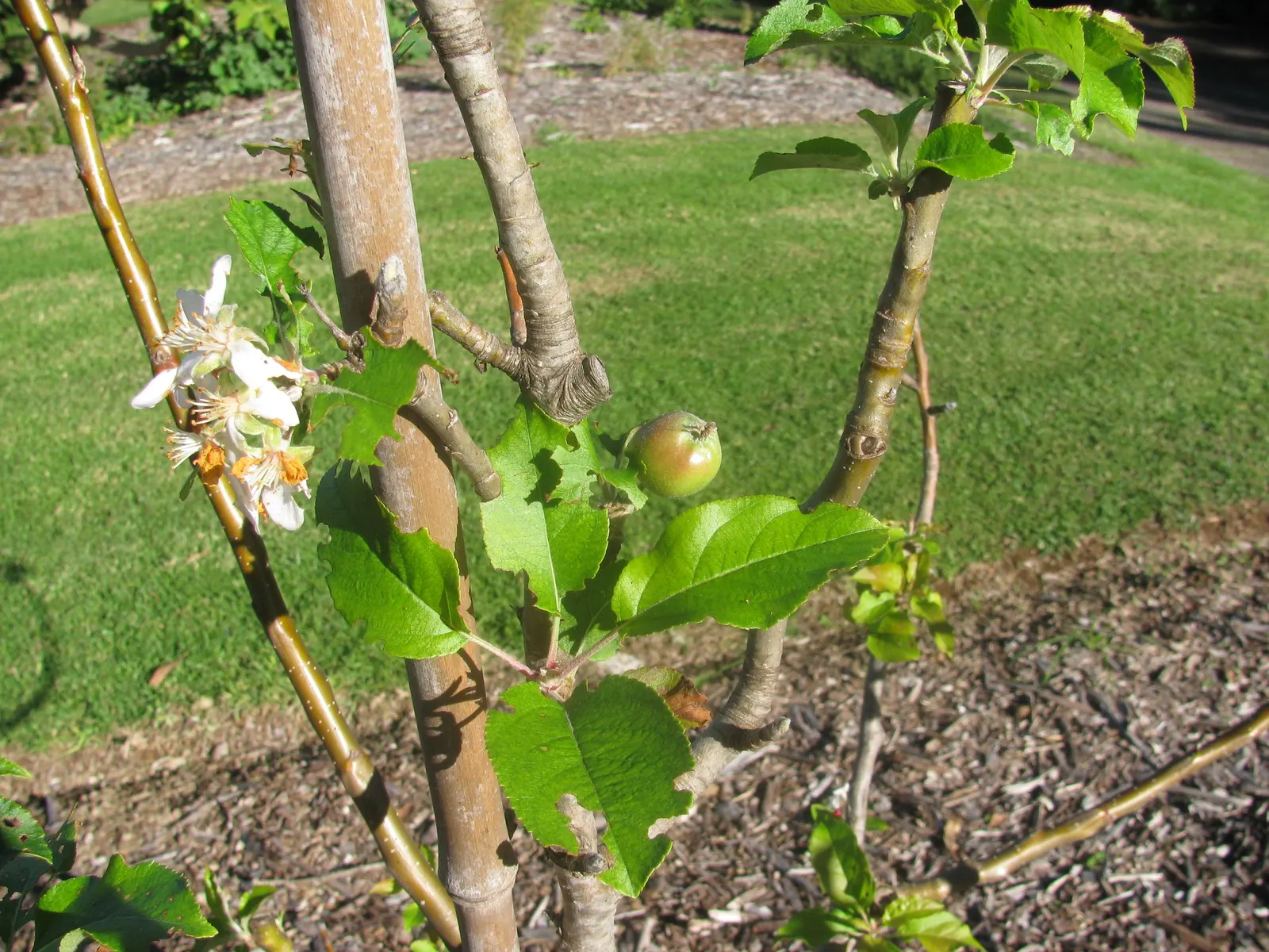 Domestic Apple (Malus Domestica) — Hardy in USDA zones 4 through 8; spring unfurls white to pink blossoms, preluding a fall harvest of edible apples