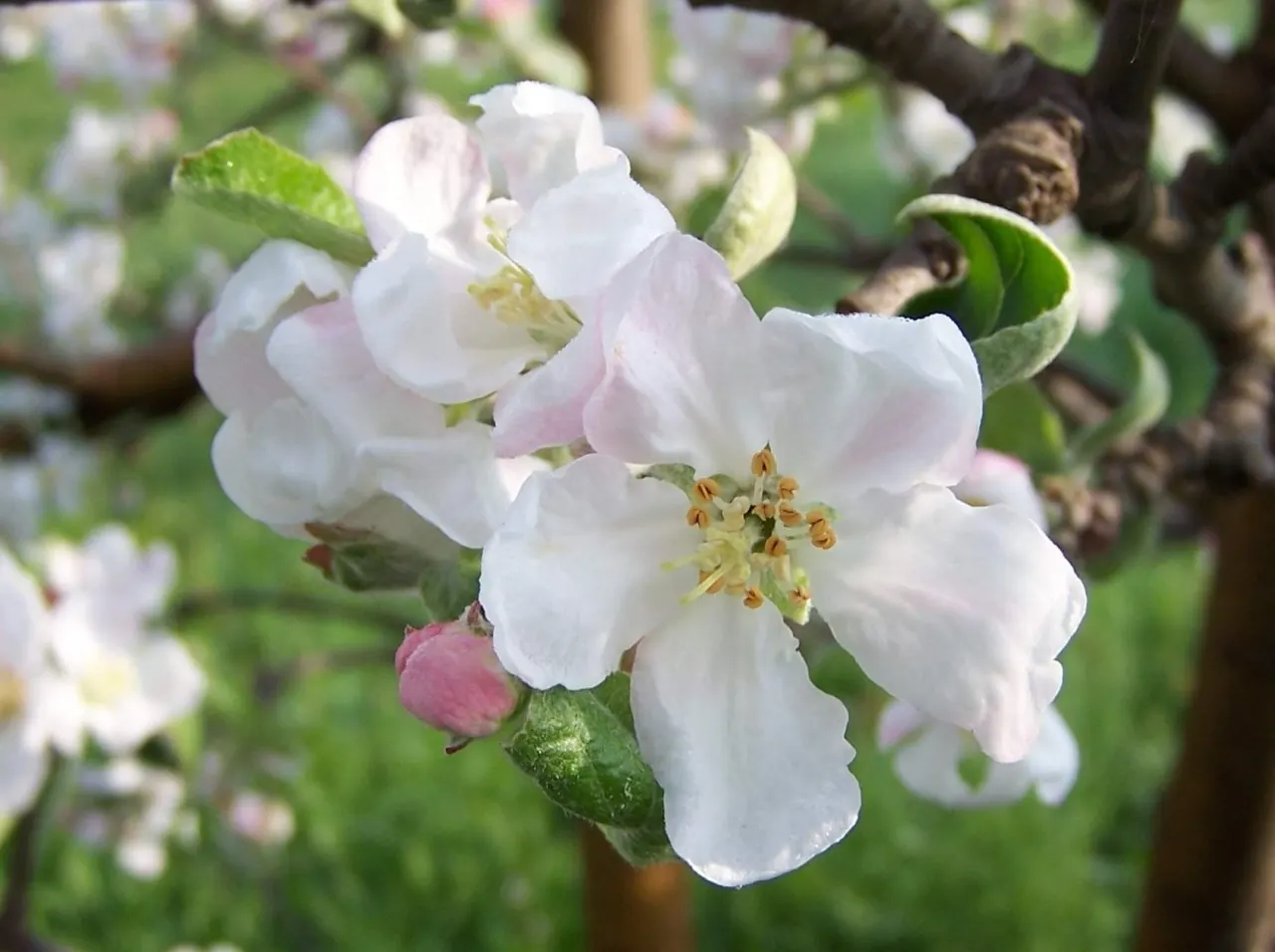 Domestic Apple (Malus Domestica) — USDA hardiness zones 3-8 accommodate this versatile tree; allowing adequate airflow to promote health and, image 90