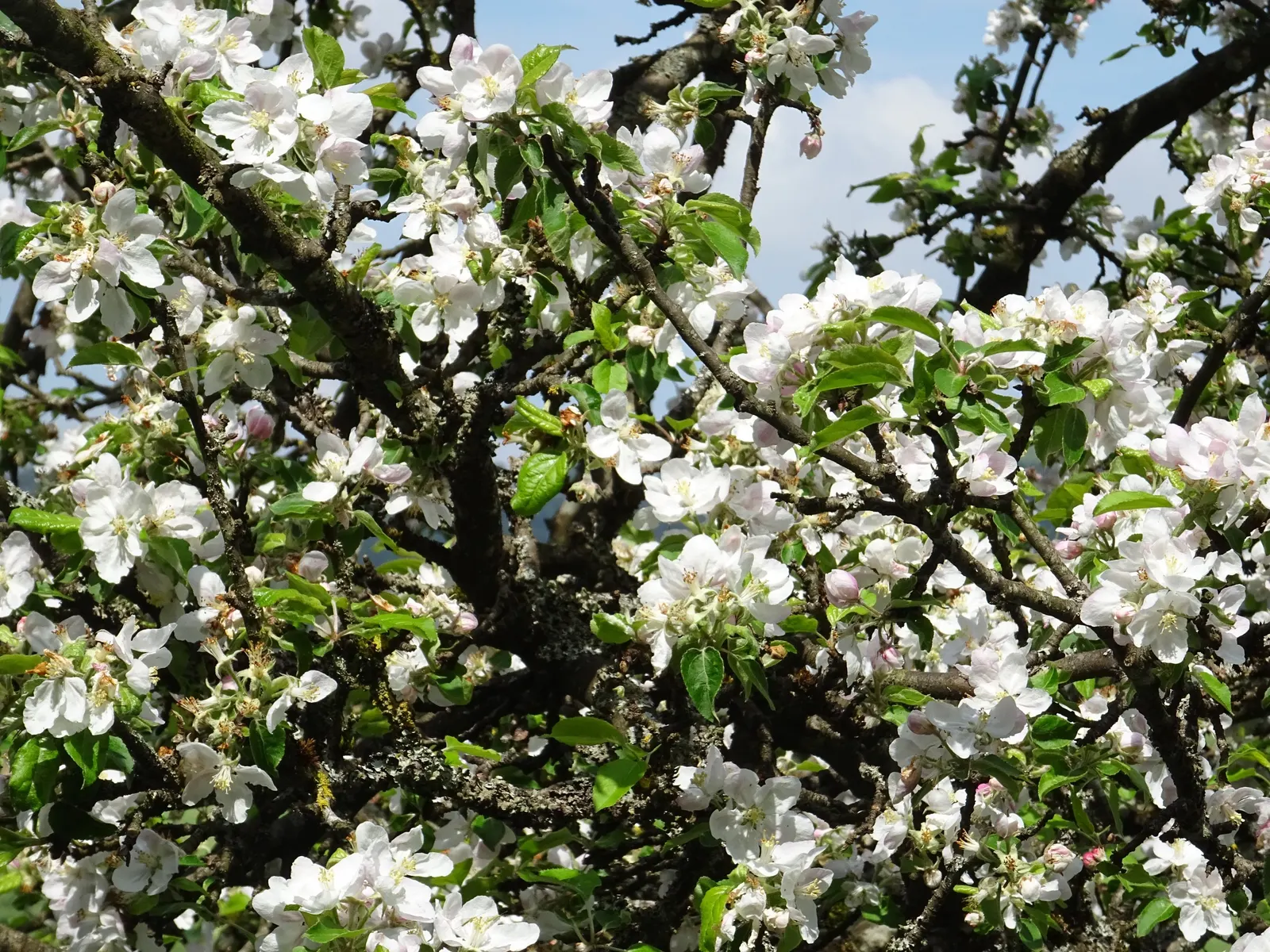 Domestic Apple (Malus Domestica) — scientifically known as Malus domestica