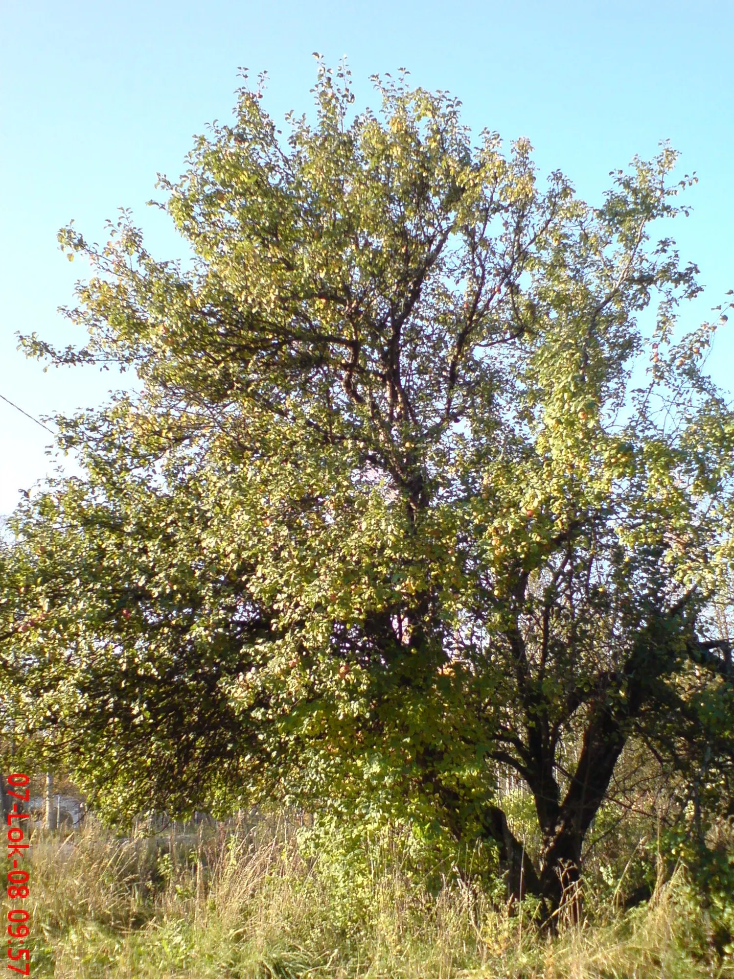 Domestic Apple (Malus Domestica) — allowing adequate airflow to promote health and fruiting
