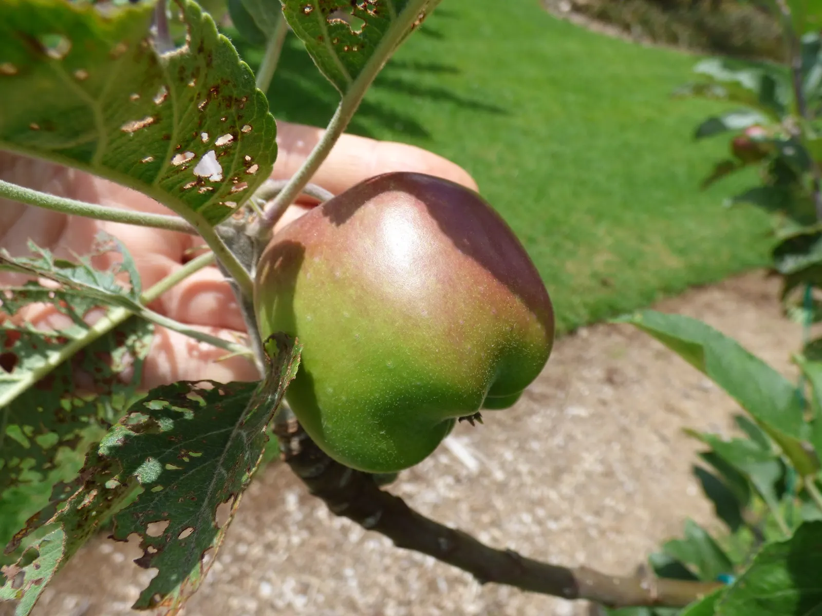 Domestic Apple (Malus Domestica) — Autumn colors can be spectacular; spring unfurls white to pink blossoms, preluding a fall harvest of edible, image 129