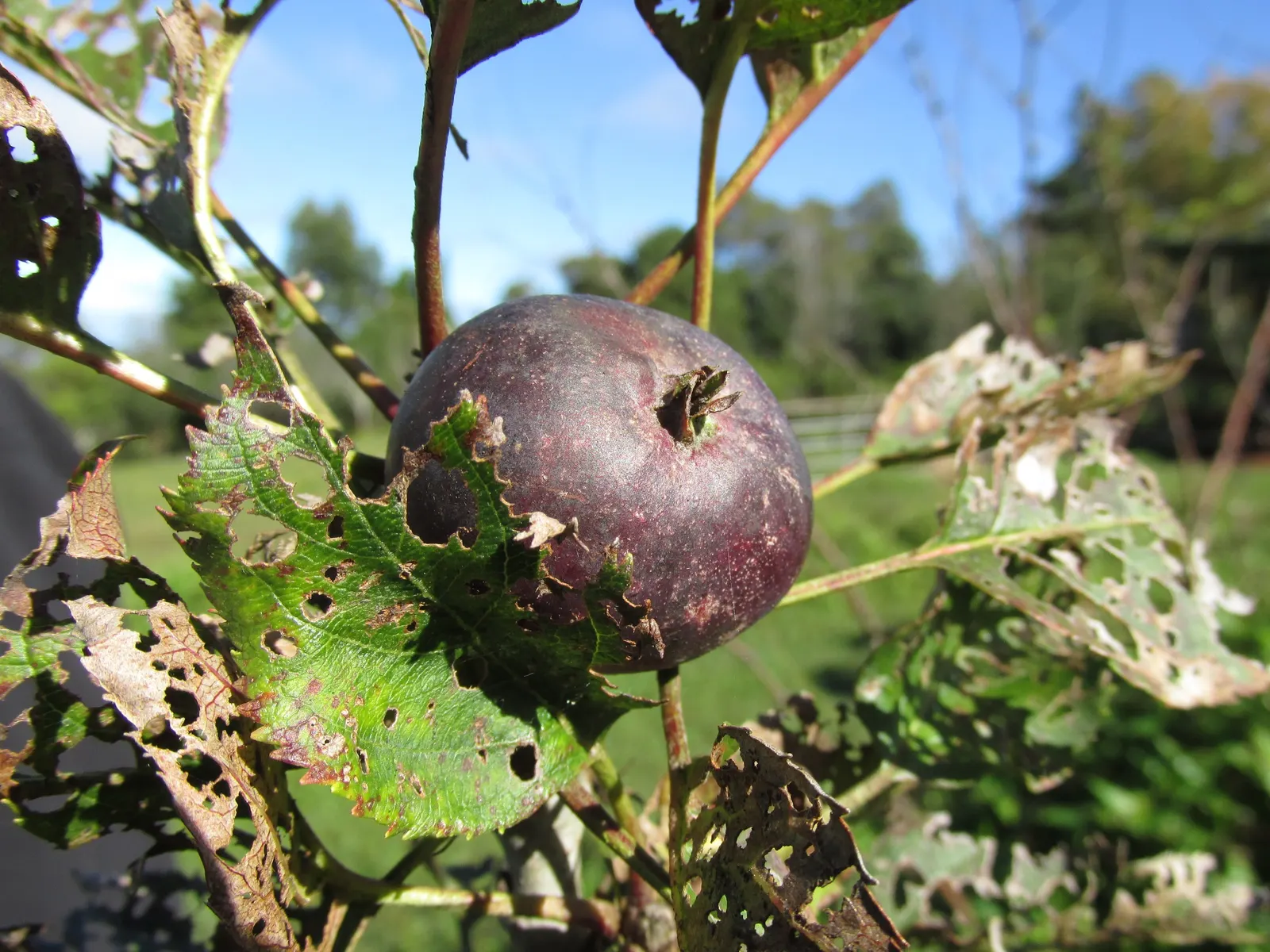 Domestic Apple (Malus Domestica) — especially necessary for juvenile trees.<br><br>A versatile addition; allowing adequate airflow to promote, image 98