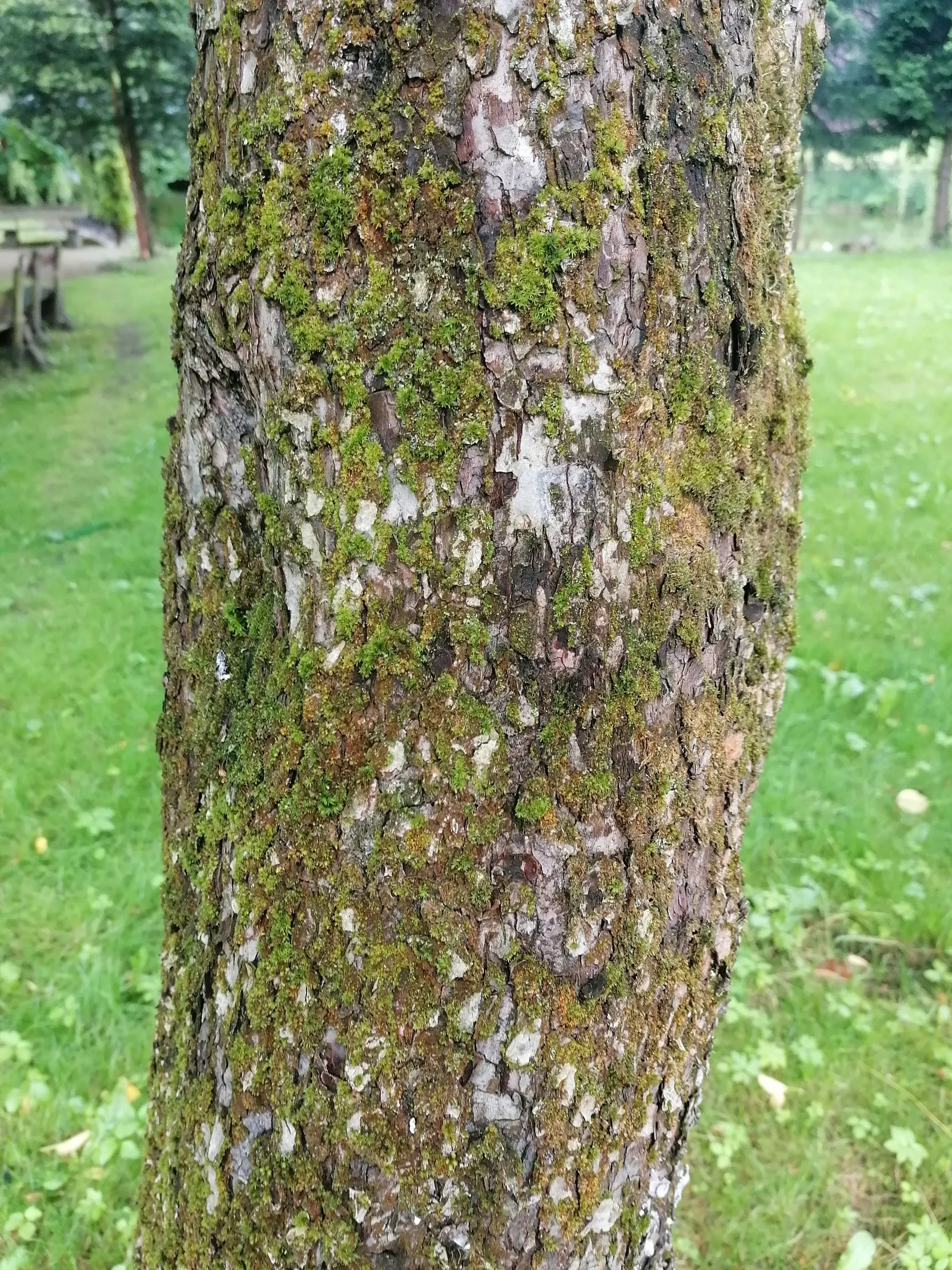 Domestic Apple (Malus Domestica) — one must plan for cross-pollination; with leaves turning vivid hues of yellow and red.<br><br>When selecting apple tree