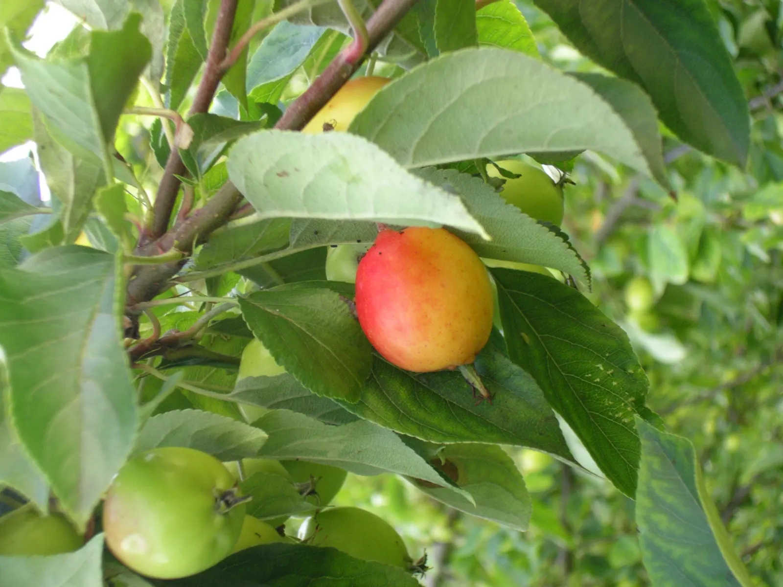 Domestic Apple (Malus Domestica) — to its rich green foliage in the summer; with leaves turning vivid hues of yellow and red.<br><br>When selecting apple tree