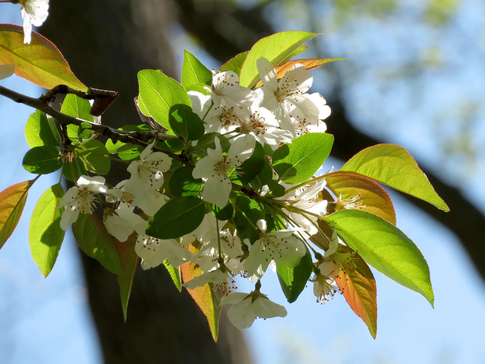 Domestic Apple (Malus Domestica) — tree with white blooms; with leaves turning vivid hues of yellow and red.<br><br>When selecting apple tree, image 139