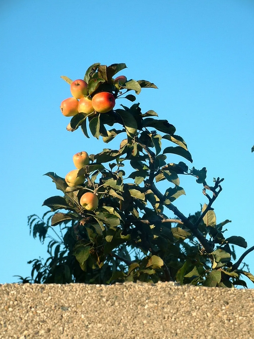 Domestic Apple (Malus Domestica) — is a deciduous tree ranging from 12 to 15 feet in height; allowing adequate airflow to promote health and, image 58