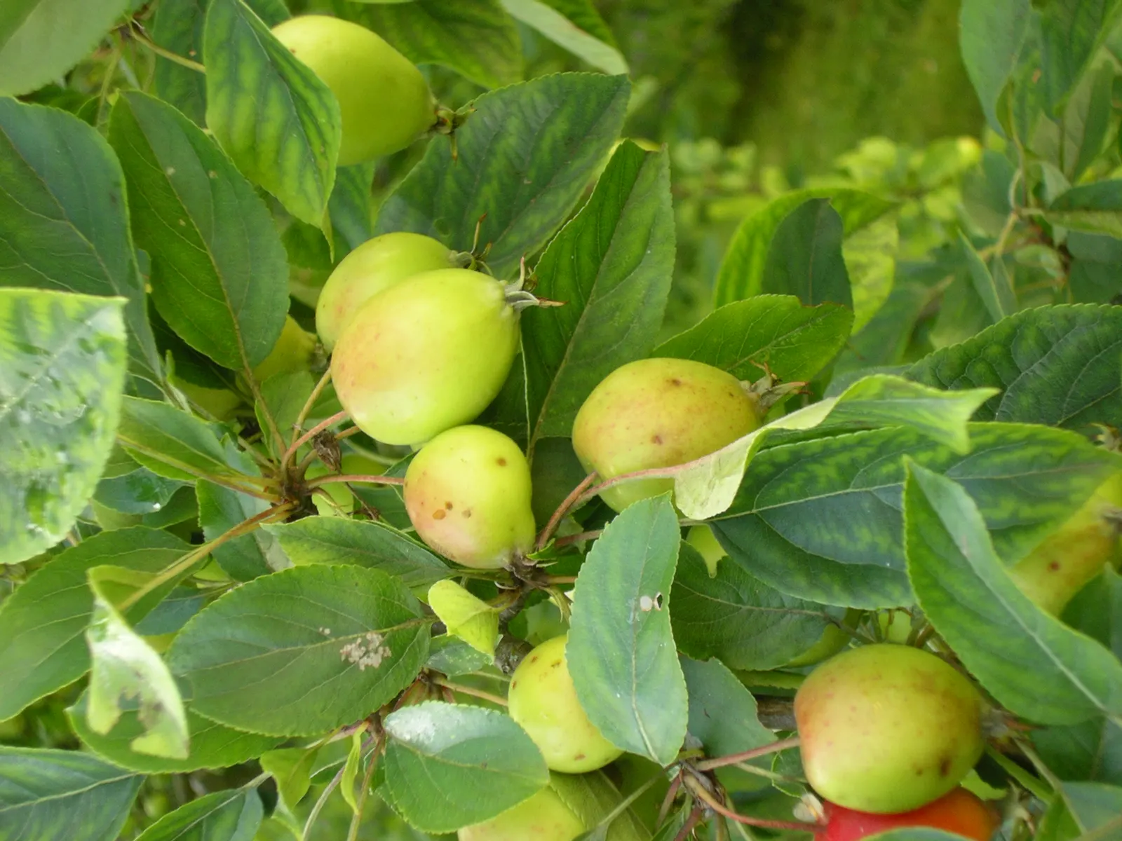 Domestic Apple (Malus Domestica) — Preferring well-drained loamy soil and full sun, it adds both aesthetic and culinary value; spring unfurls white, image 89
