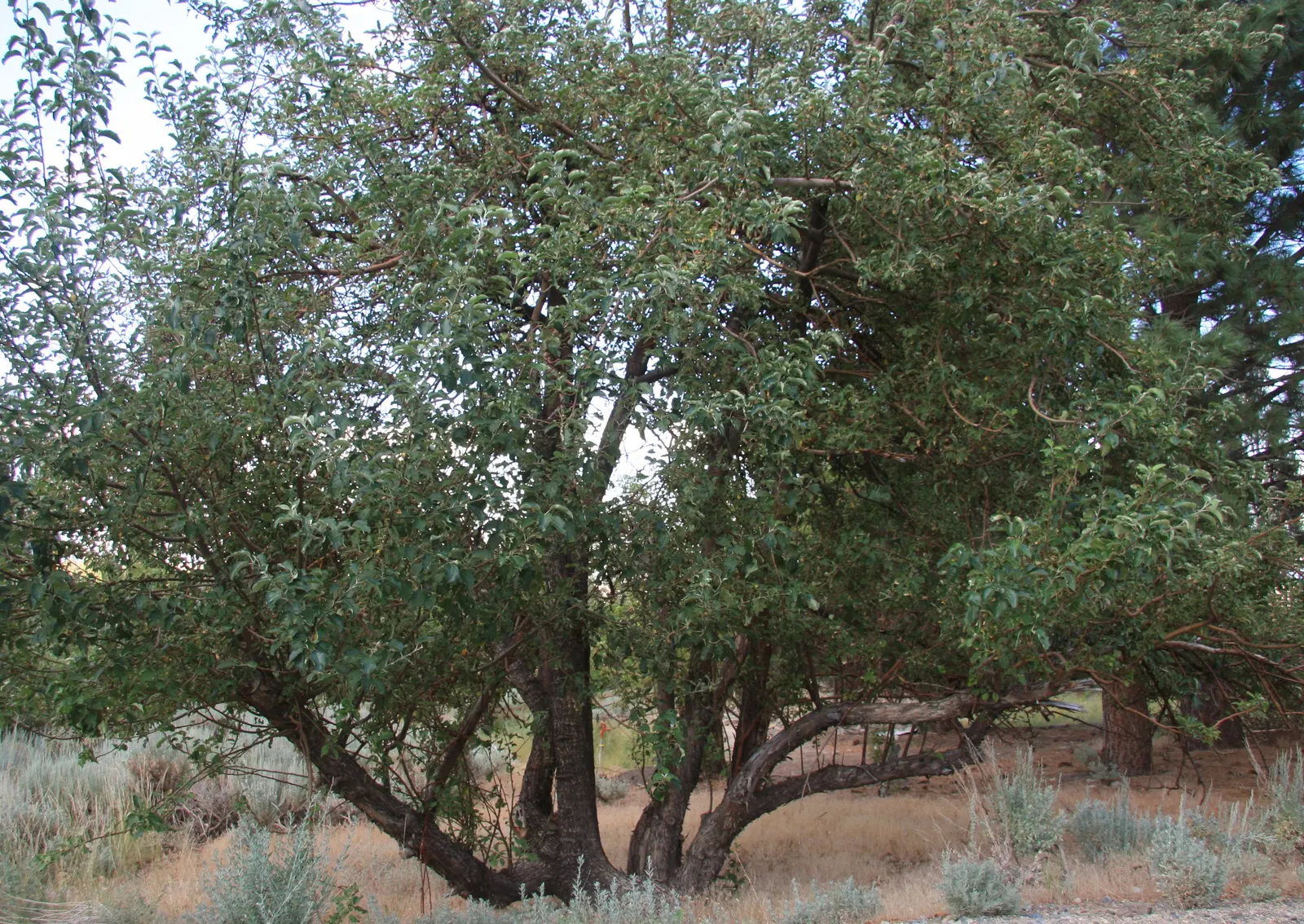 Domestic Apple (Malus Domestica) — especially necessary for juvenile trees.<br><br>A versatile addition