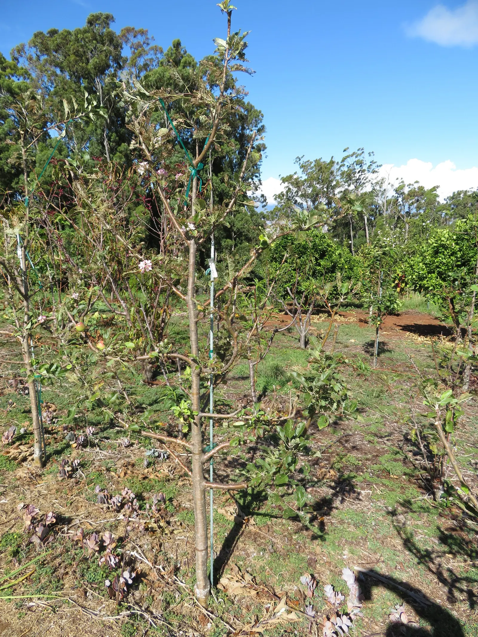 Domestic Apple (Malus Domestica) — making it a bountiful choice for any landscape.<br><br>Educate clients about potential pests and diseases, image 78
