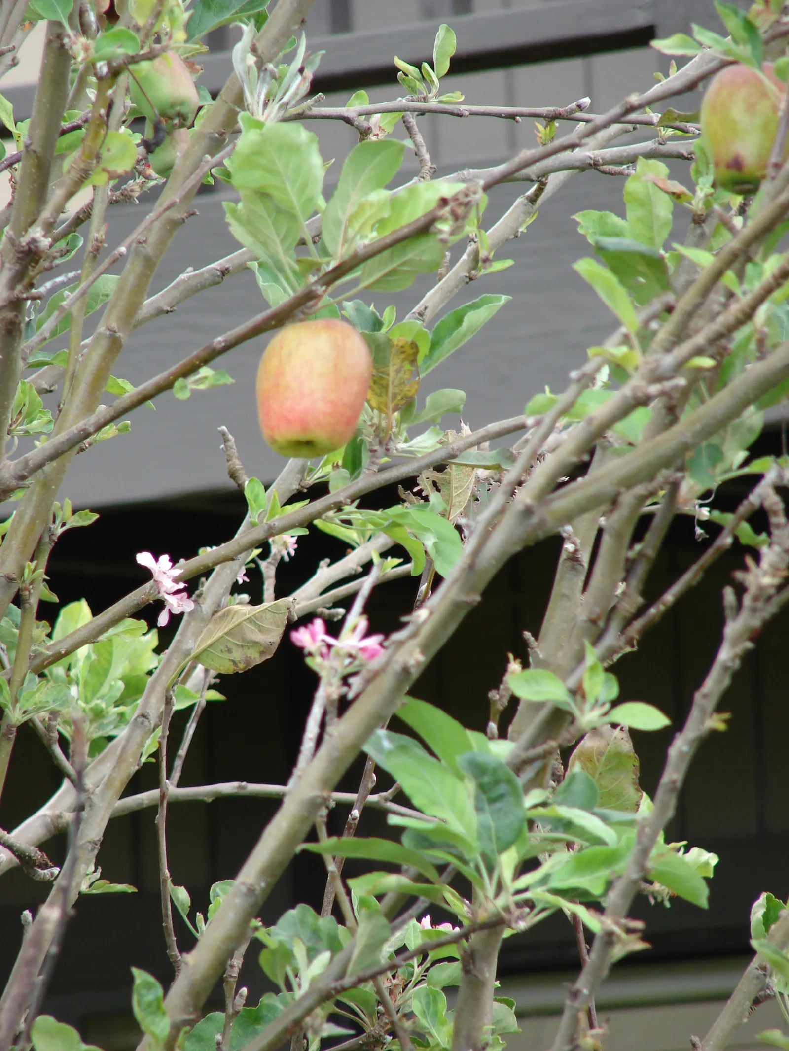 Domestic Apple (Malus Domestica) — one must plan for cross-pollination; with leaves turning vivid hues of yellow and red.<br><br>When selecting, image 103