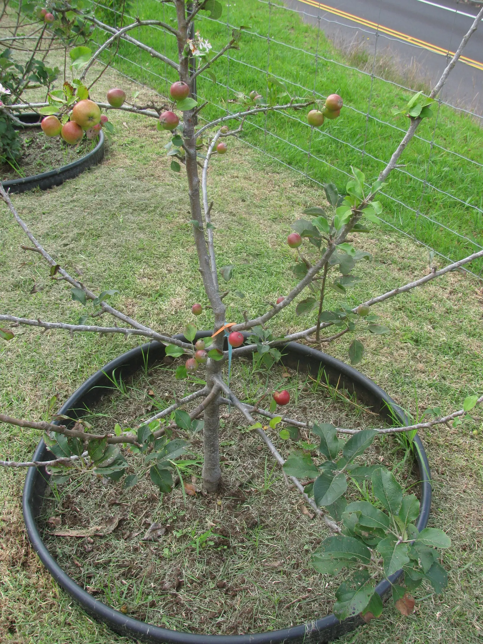 Domestic Apple (Malus Domestica) — with leaves turning vivid hues of yellow and red.<br><br>When selecting apple tree cultivars; allowing adequate airflow to