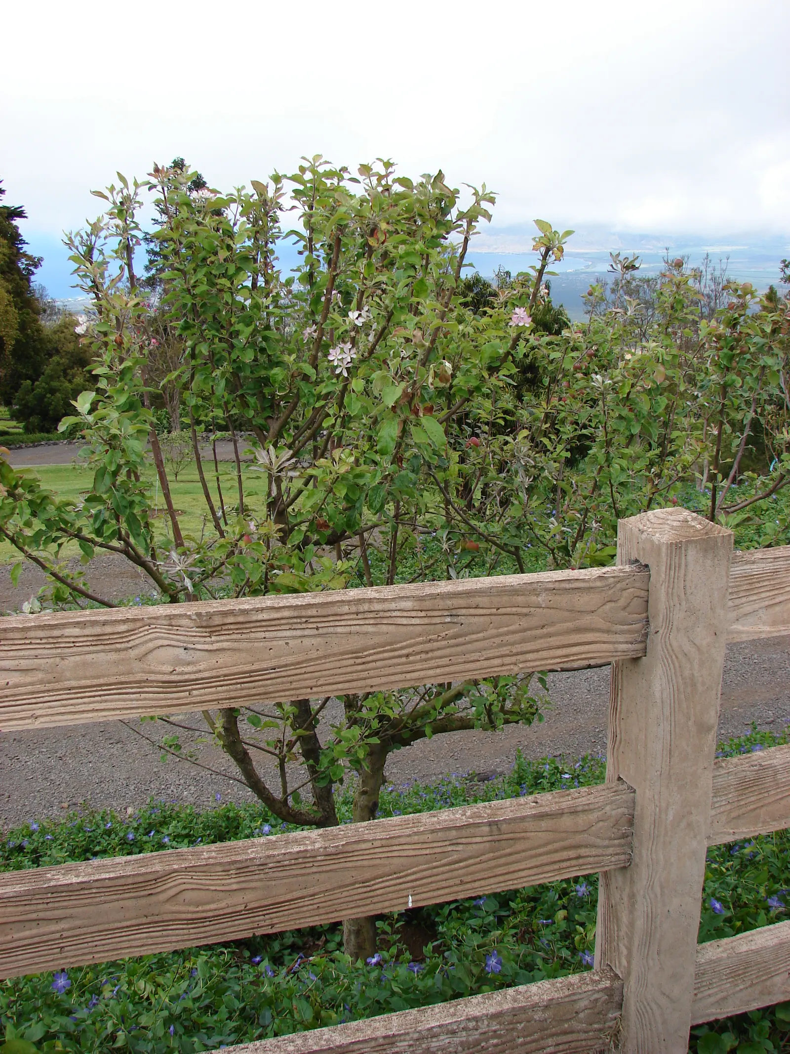 Domestic Apple (Malus Domestica) — tree for full