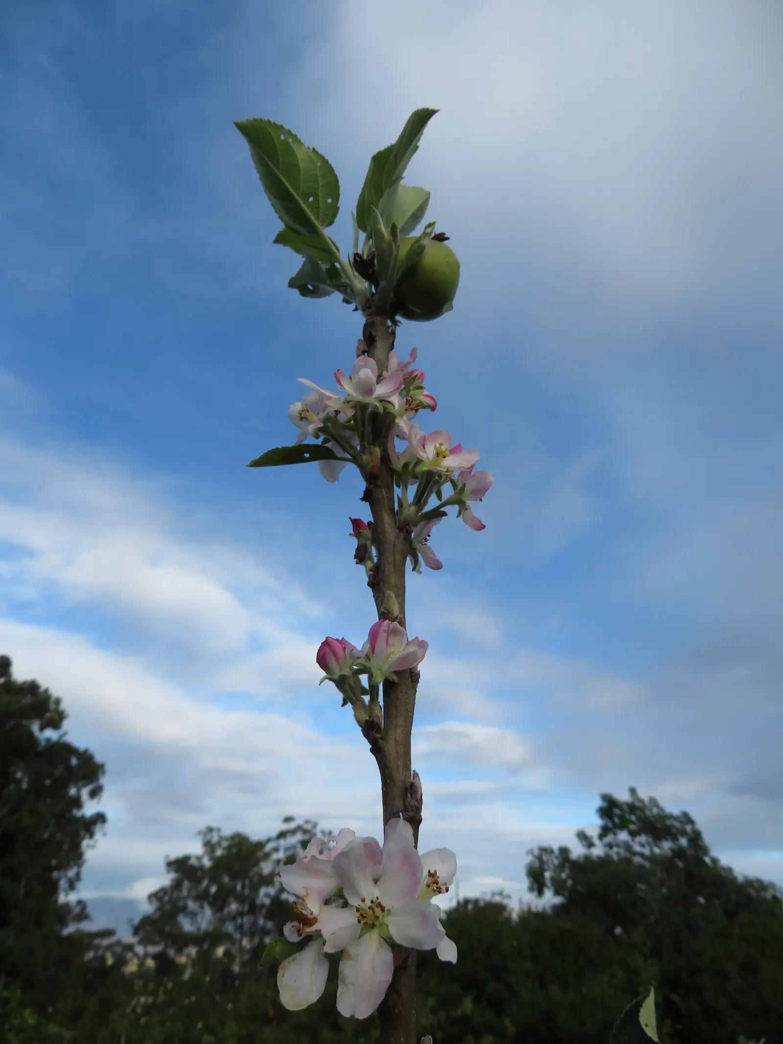 Domestic Apple (Malus Domestica) — Hardy in USDA zones 4 through 8; spring unfurls white to pink blossoms, preluding a fall harvest of edible apples, image 65