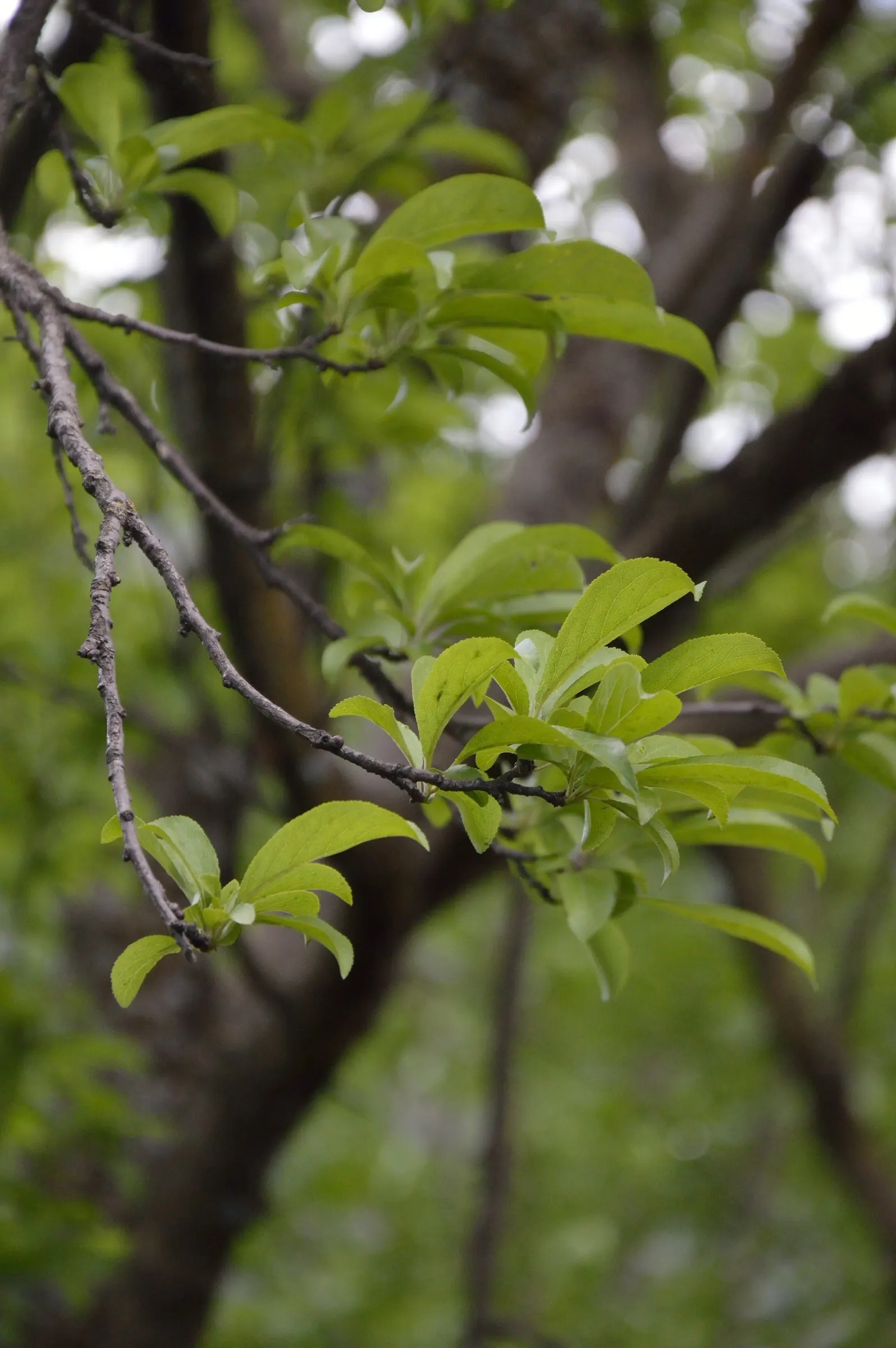 Domestic Apple (Malus Domestica) — and the coveted fruit harvest in late summer through fall; the Domestic Apple tree becomes both a focal point, image 72