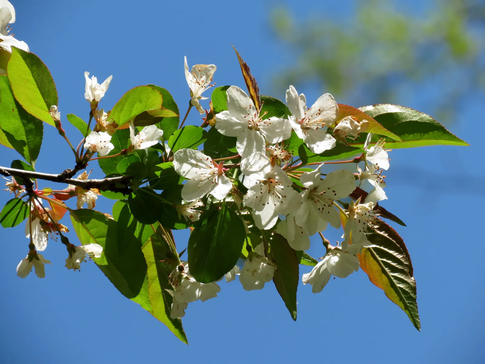 Domestic Apple (Malus Domestica) — scientifically known as Malus domestica; with leaves turning vivid hues of yellow and red.<br><br>When selecting, image 119