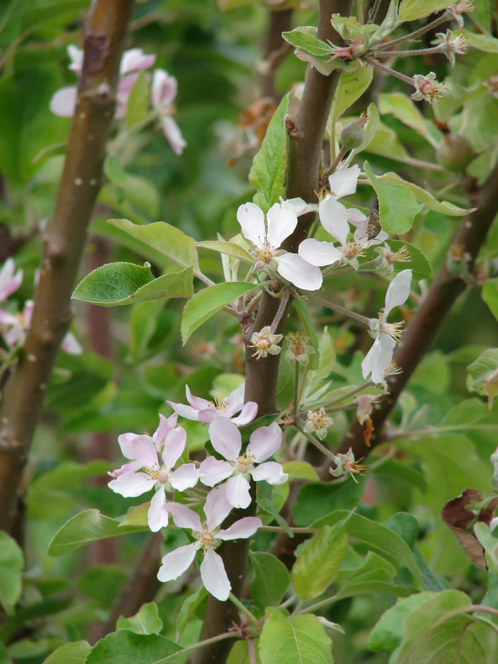Domestic Apple (Malus Domestica) — USDA hardiness zones 3-8 accommodate this versatile tree; allowing adequate airflow to promote health and, image 118