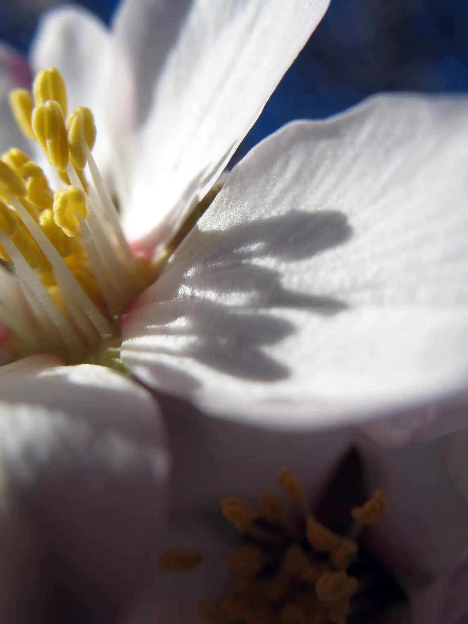 Domestic Apple (Malus Domestica) — this tree flourishes in full sunlight and exhibits a broad crown upon maturity; allowing adequate airflow to promote health
