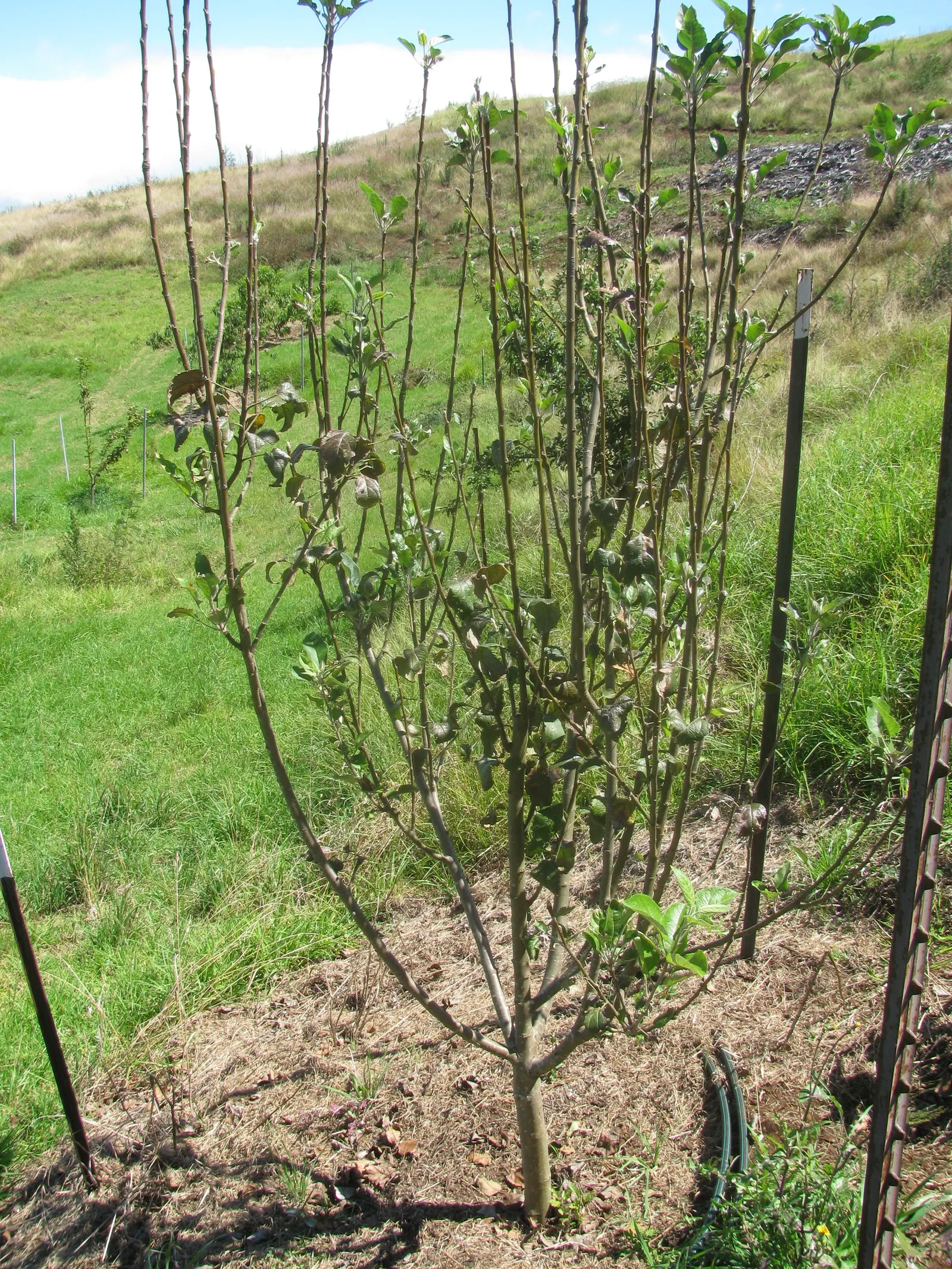 Domestic Apple (Malus Domestica) — scientifically known as Malus domestica; with leaves turning vivid hues of yellow and red.<br><br>When selecting, image 63