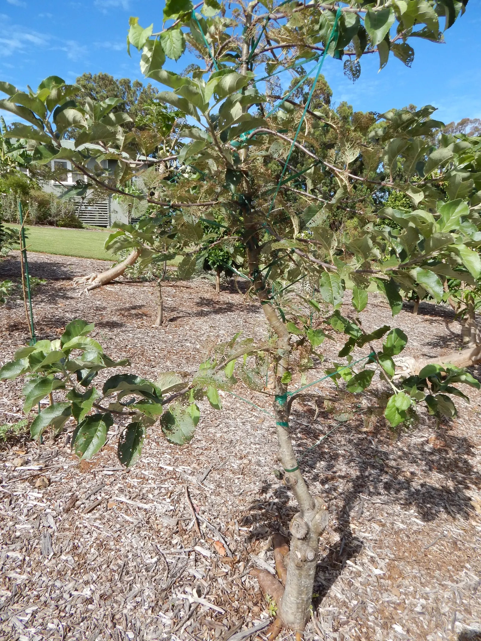 Domestic Apple (Malus Domestica) — is a deciduous tree widely celebrated for its delightful fruit production and ornamental value; the Domestic, image 64