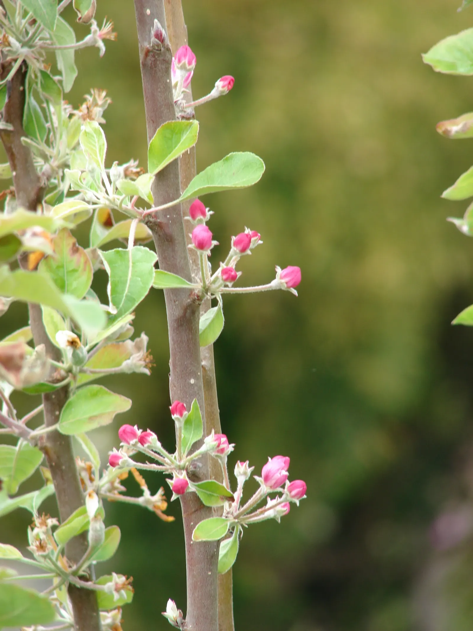 Domestic Apple (Malus Domestica) — this tree flourishes in full sunlight and exhibits a broad crown upon maturity; allowing adequate airflow to, image 94