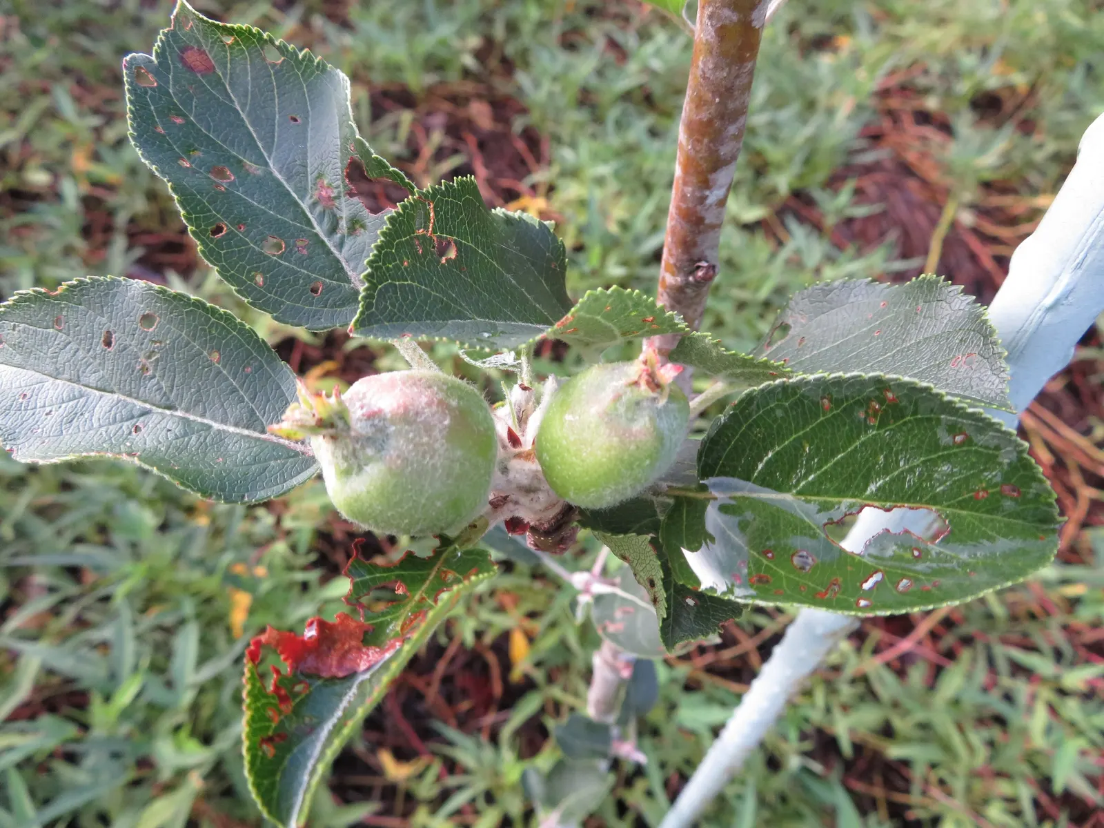 Domestic Apple (Malus Domestica) — Soil should be well-draining, with a slightly acidic to neutral pH