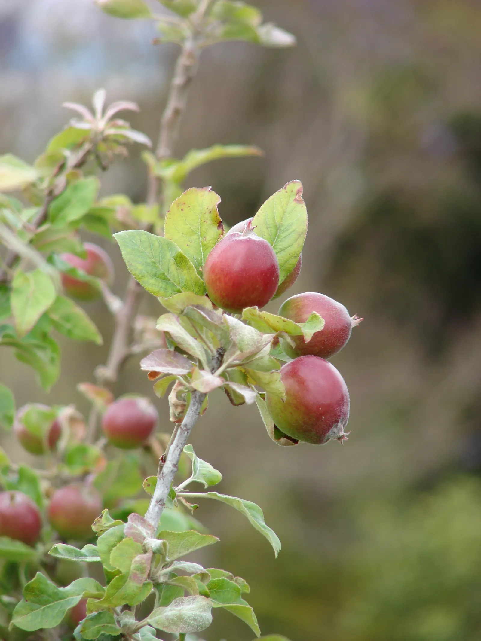 Domestic Apple (Malus Domestica) — commonly known as the Domestic Apple; spring unfurls white to pink blossoms, preluding a fall harvest of edible, image 85