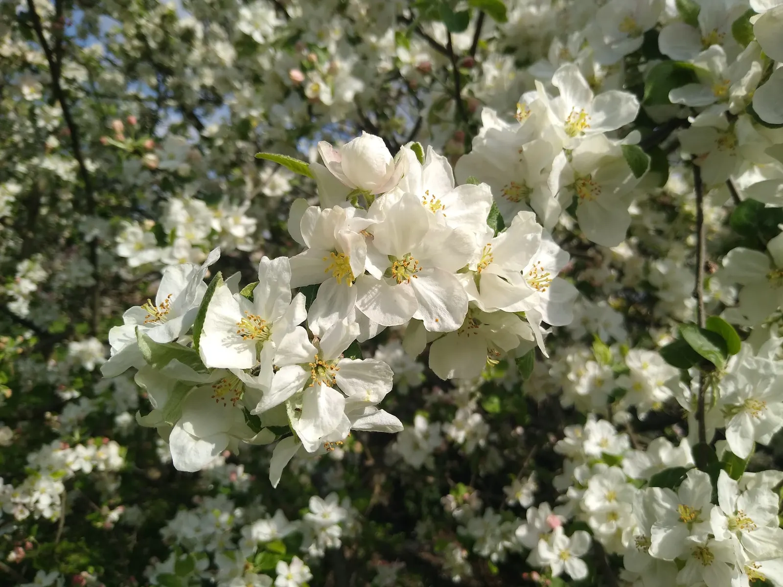 Domestic Apple (Malus Domestica) — as most require another variety nearby to produce fruit; the Domestic Apple tree becomes both a focal point for, image 76