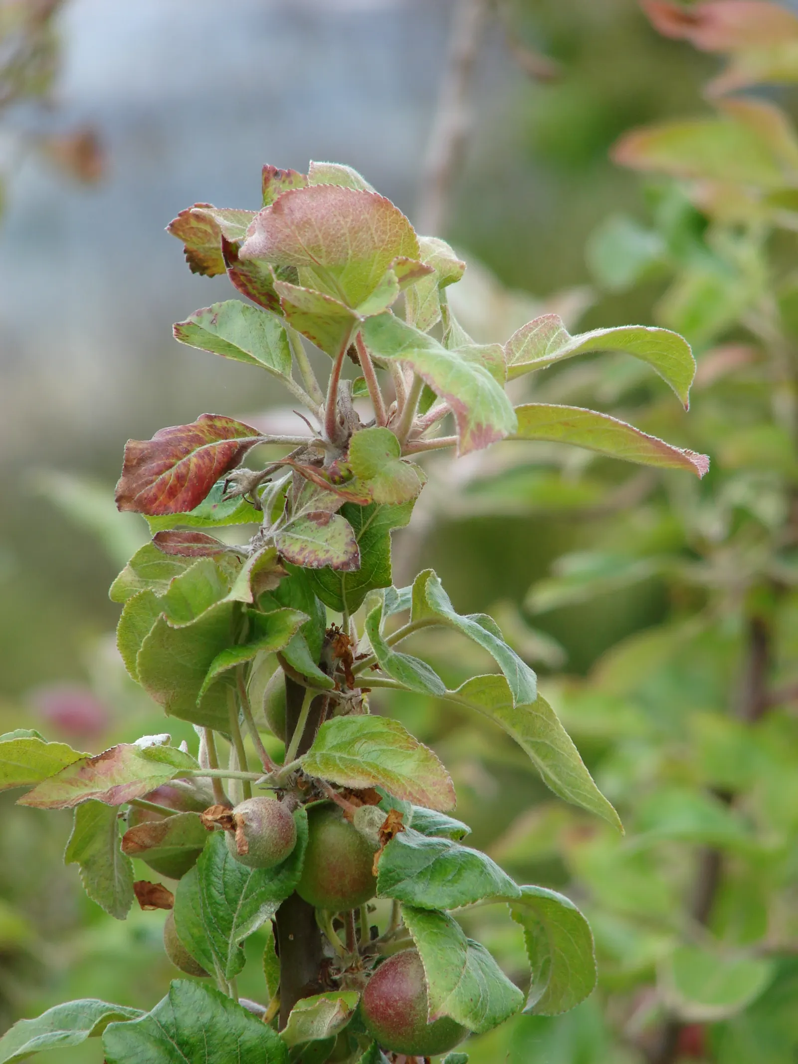 Domestic Apple (Malus Domestica) — with leaves turning vivid hues of yellow and red.<br><br>When selecting apple tree cultivars; allowing adequate, image 130