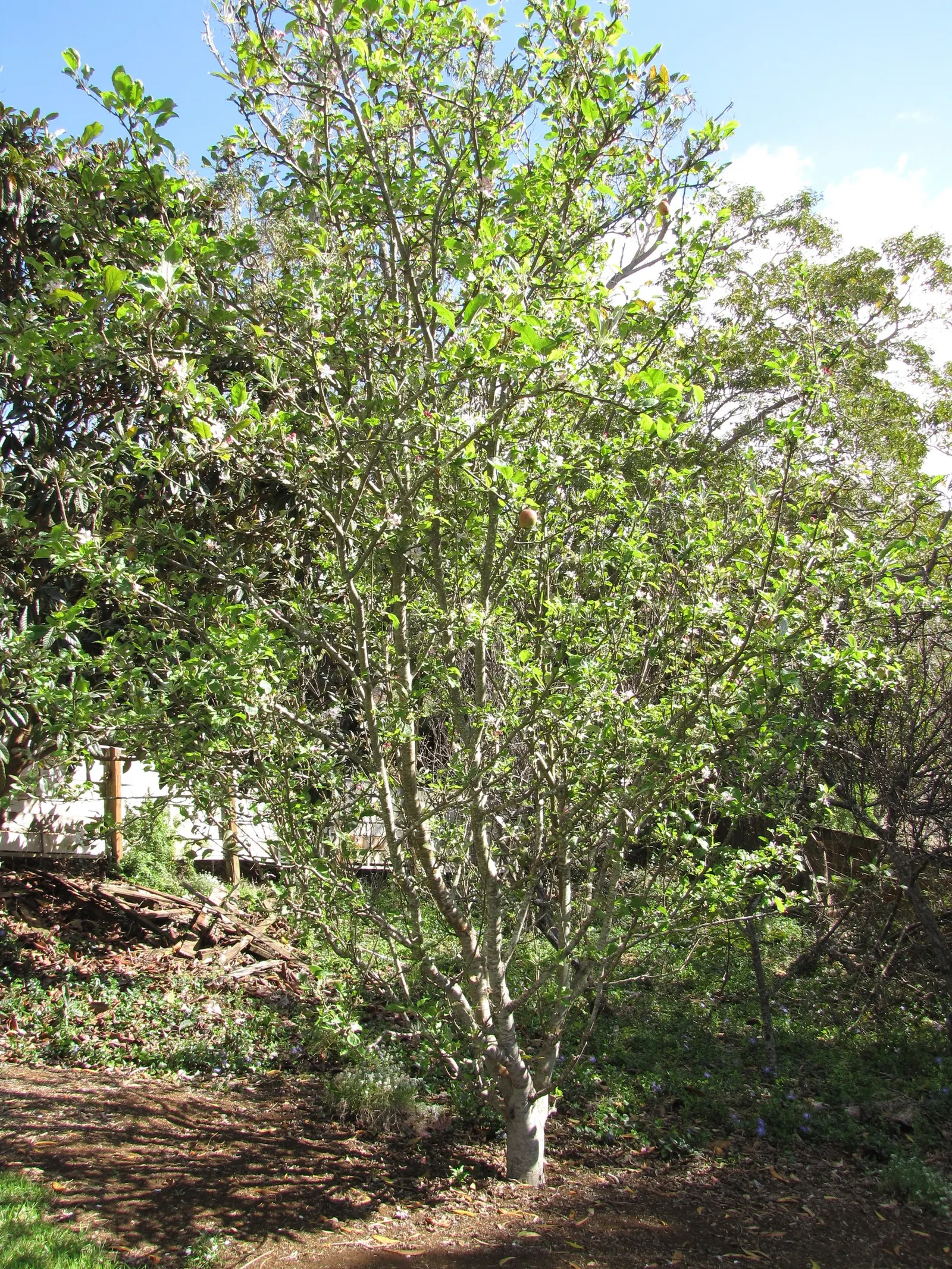 Domestic Apple (Malus Domestica) — commonly known as the Domestic Apple; spring unfurls white to pink blossoms, preluding a fall harvest of edible, image 113