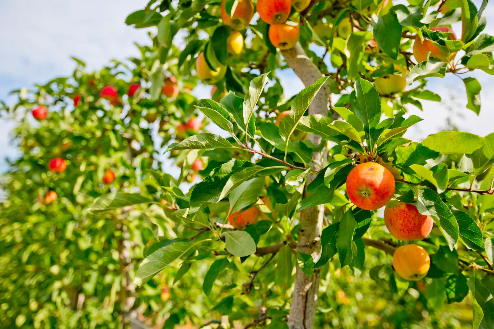 Domestic Apple (Malus Domestica) — and the coveted fruit harvest in late summer through fall; the Domestic Apple tree becomes both a focal point, image 100