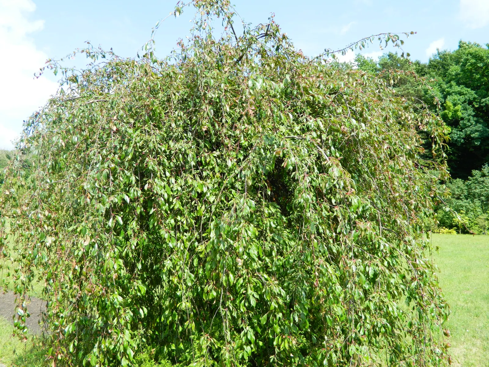 Domestic Apple (Malus Domestica) — this tree flourishes in full sunlight and exhibits a broad crown upon maturity