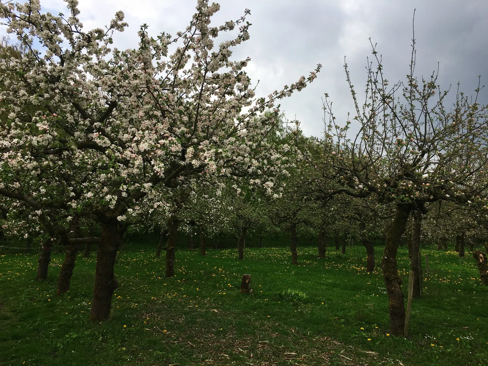 Domestic Apple (Malus Domestica) — It boasts a spread of 10 to 14 feet, creating a rounded canopy; with leaves turning vivid hues of yellow and, image 115