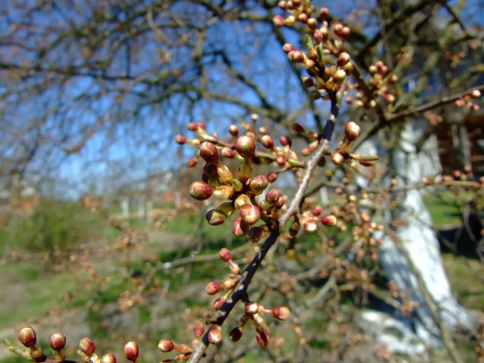 Domestic Apple (Malus Domestica) — scientifically known as Malus domestica; with leaves turning vivid hues of yellow and red.<br><br>When selecting, image 91