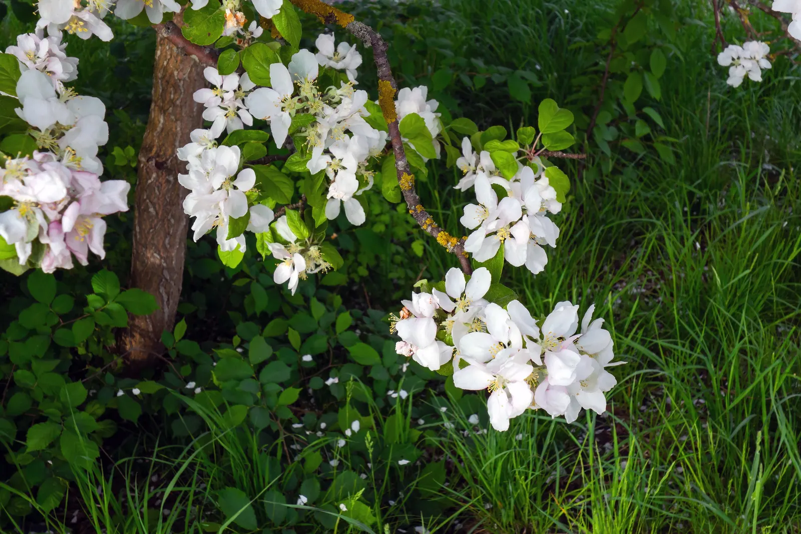 Domestic Apple (Malus Domestica) — to its rich green foliage in the summer; with leaves turning vivid hues of yellow and red.<br><br>When selecting, image 127