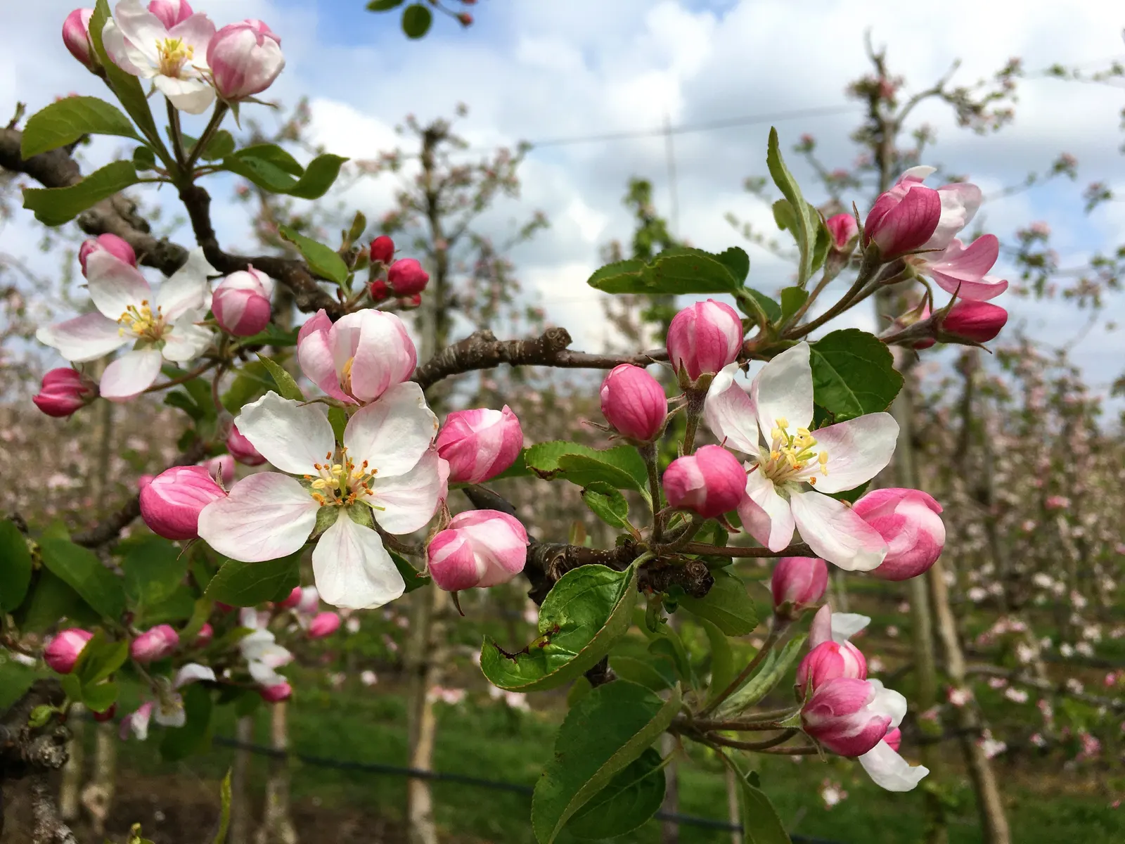 Domestic Apple (Malus Domestica) — Soil should be well-draining, with a slightly acidic to neutral pH; the Domestic Apple tree becomes both a focal, image 68