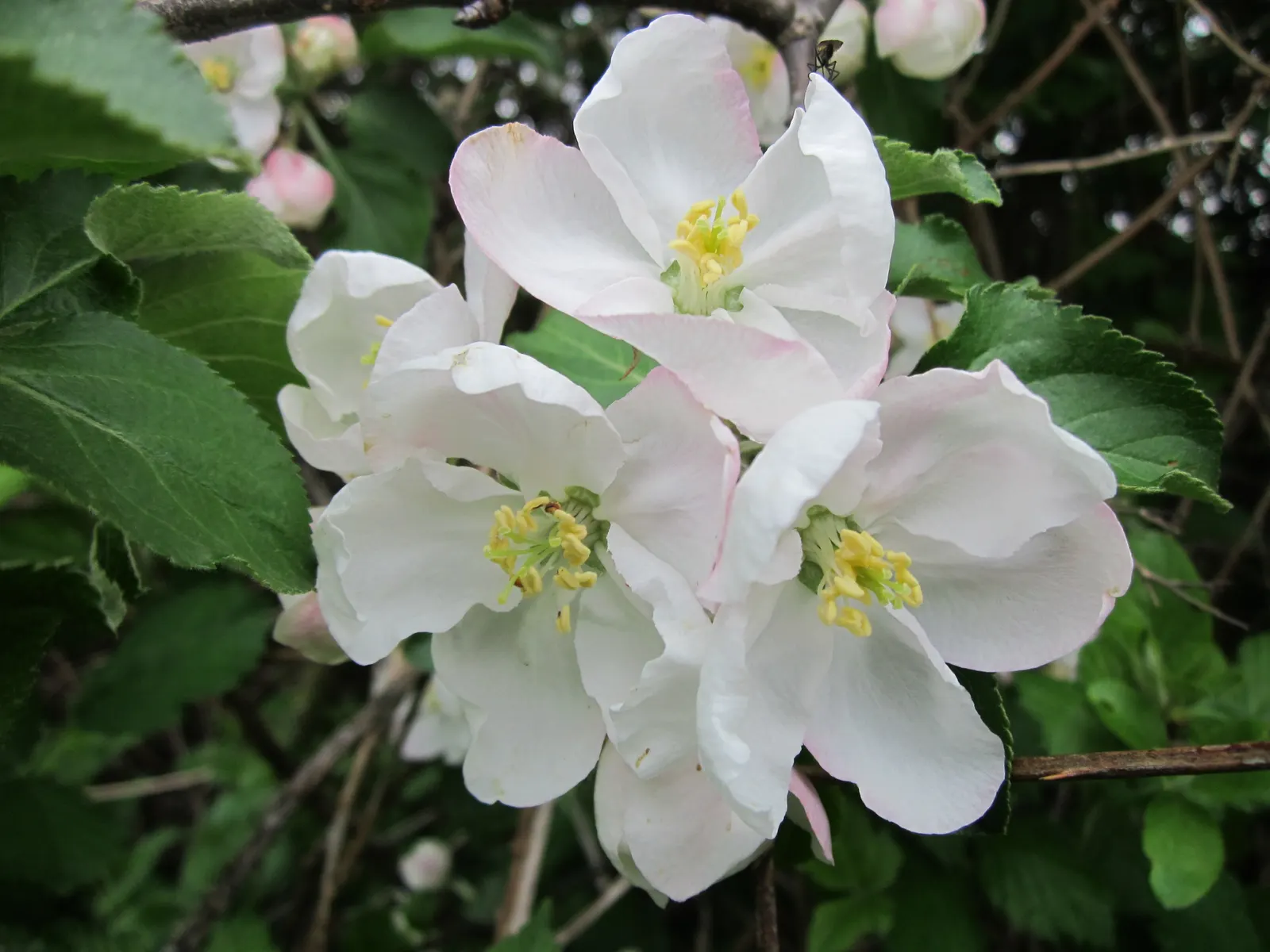 Domestic Apple (Malus Domestica) — Regular watering during dry periods will ensure optimal growth