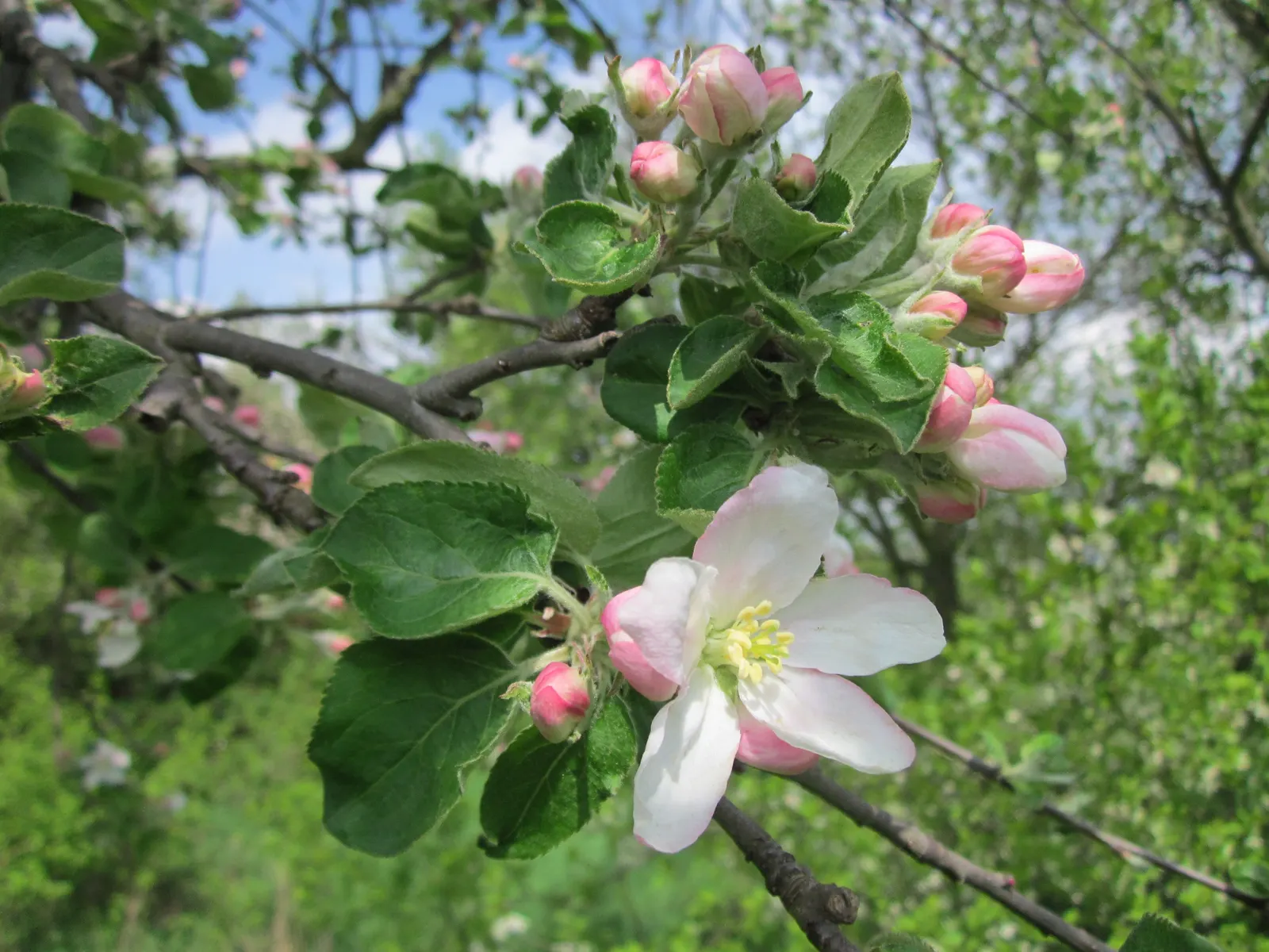 Domestic Apple (Malus Domestica) — Soil should be well-draining, with a slightly acidic to neutral pH; the Domestic Apple tree becomes both a focal point for