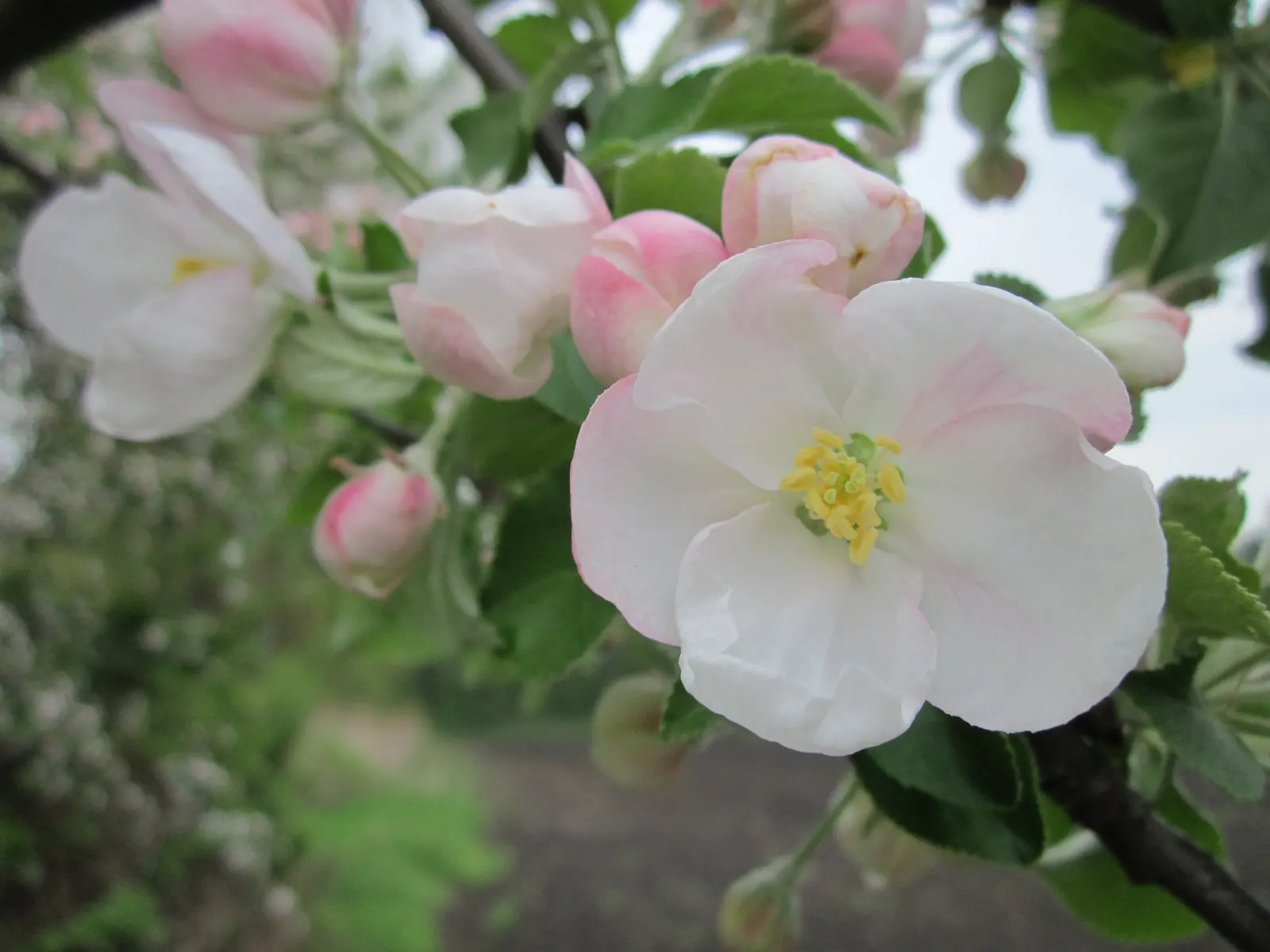 Domestic Apple (Malus Domestica) — Spring unfurls white to pink blossoms, preluding a fall harvest of edible apples; the Domestic Apple tree, image 60