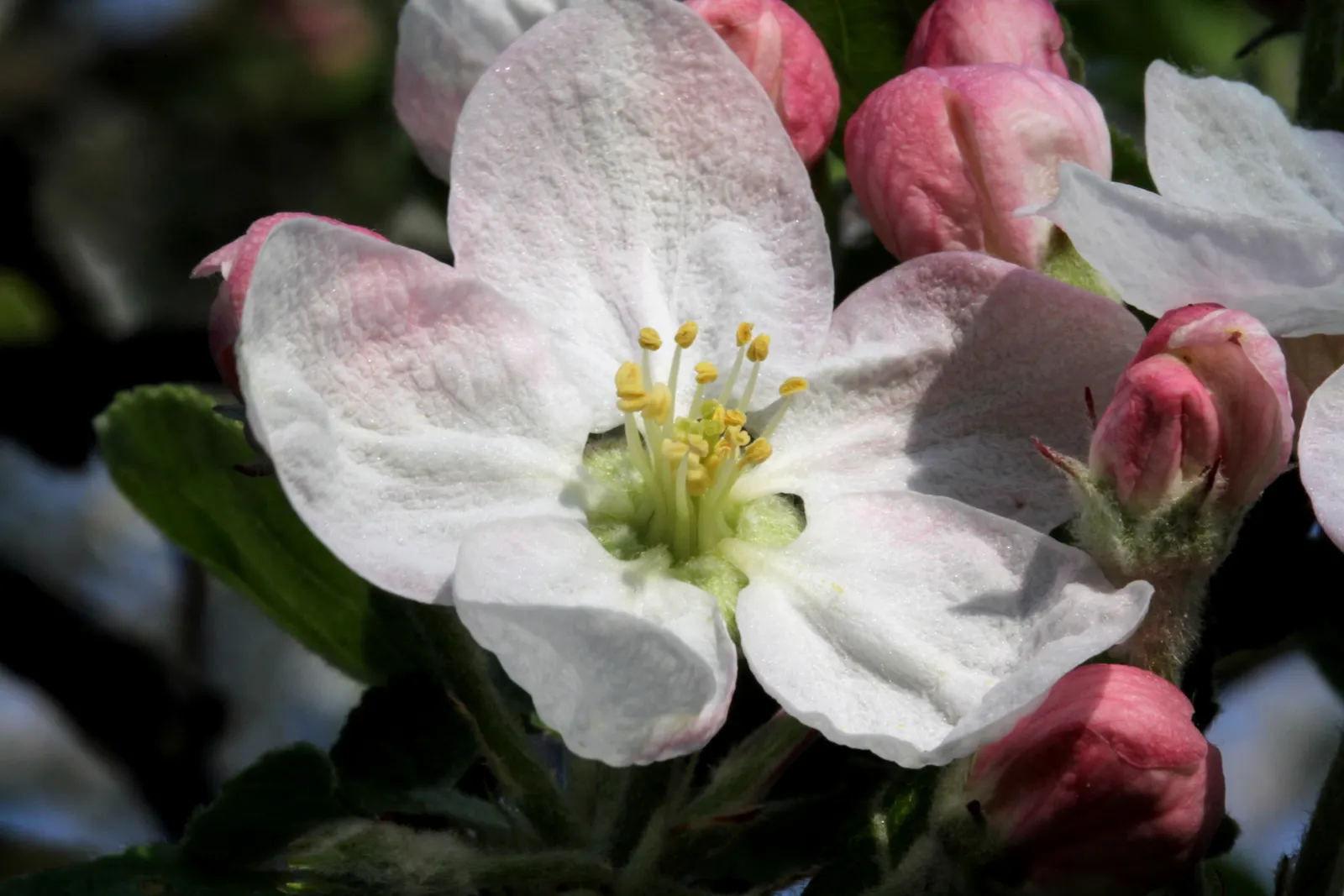 Domestic Apple (Malus Domestica) — and the coveted fruit harvest in late summer through fall; the Domestic Apple tree becomes both a focal point, image 128