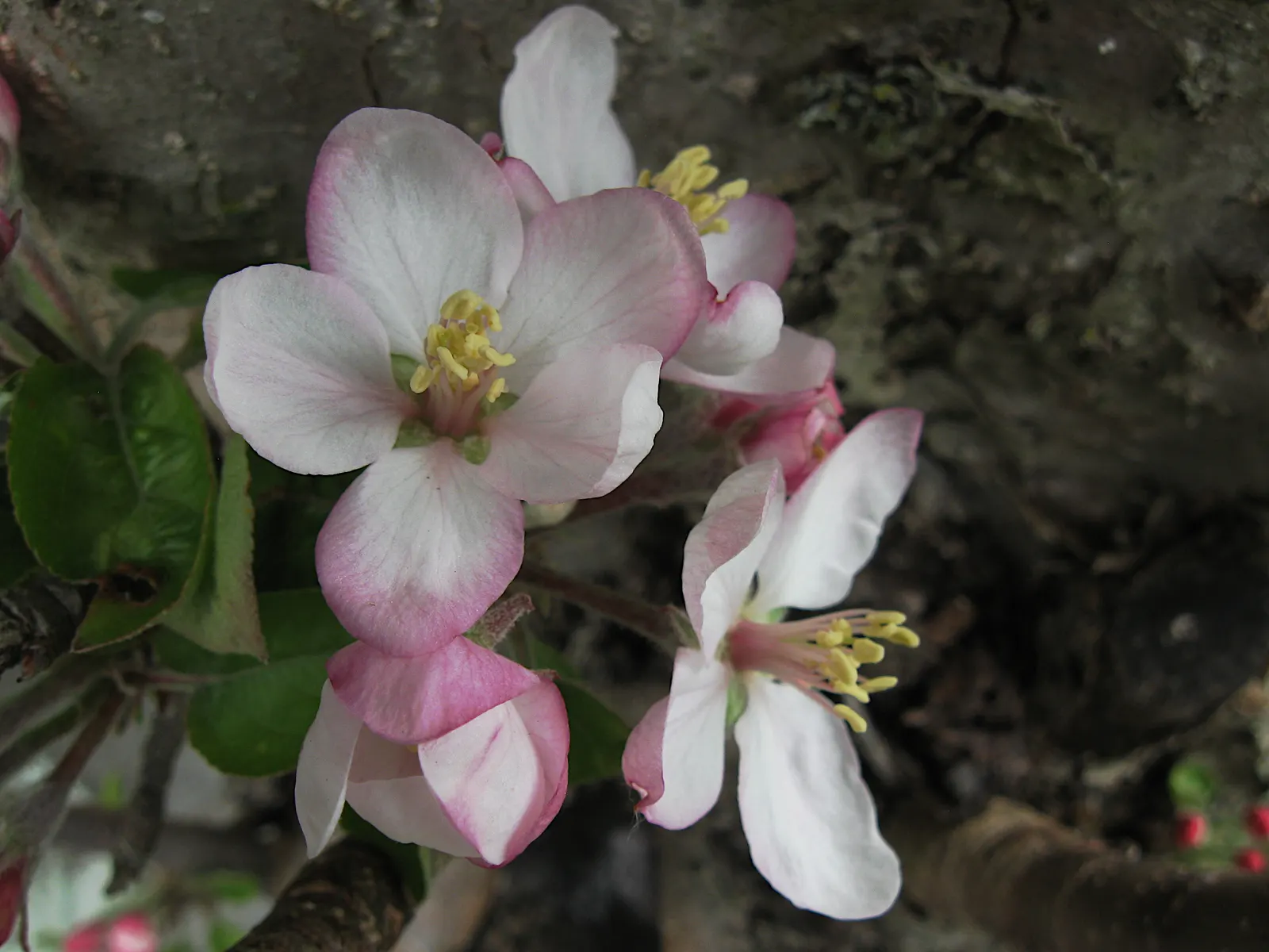 Domestic Apple (Malus Domestica) — is a deciduous tree ranging from 12 to 15 feet in height; allowing adequate airflow to promote health and fruiting