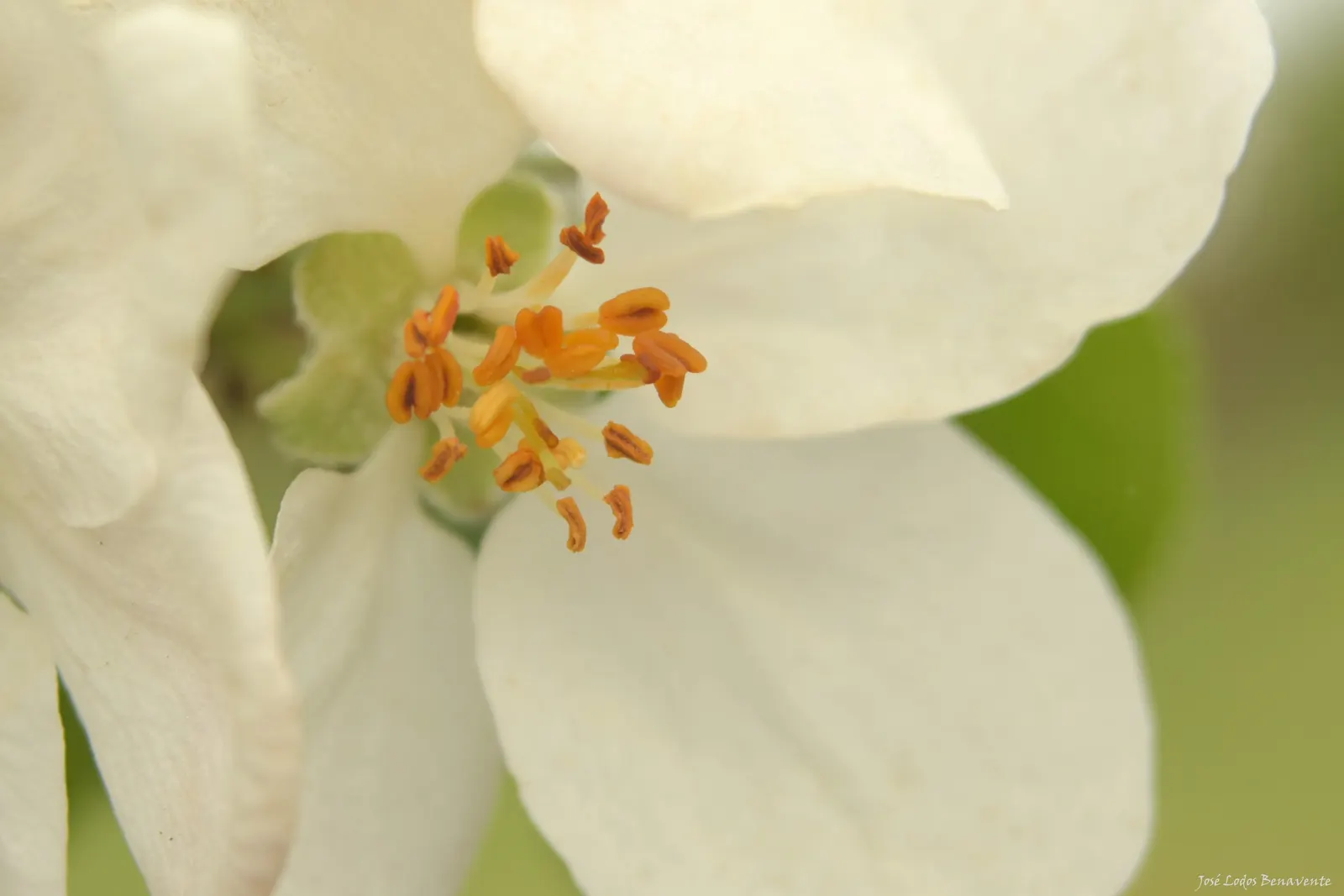 Domestic Apple (Malus Domestica) — especially necessary for juvenile trees.<br><br>A versatile addition; allowing adequate airflow to promote, image 70