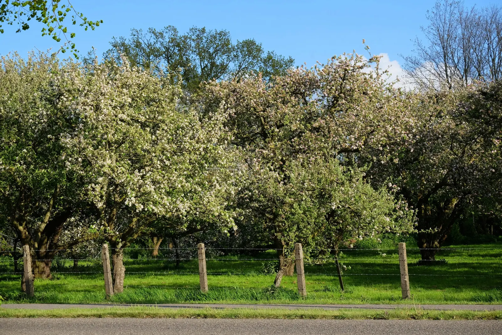 Domestic Apple (Malus Domestica) — commonly known as the Domestic Apple
