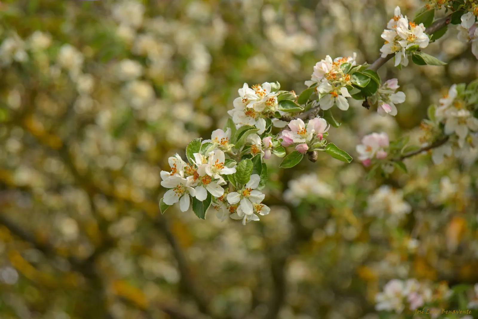 Domestic Apple (Malus Domestica) — Regular watering during dry periods will ensure optimal growth; spring unfurls white to pink blossoms, preluding a fall