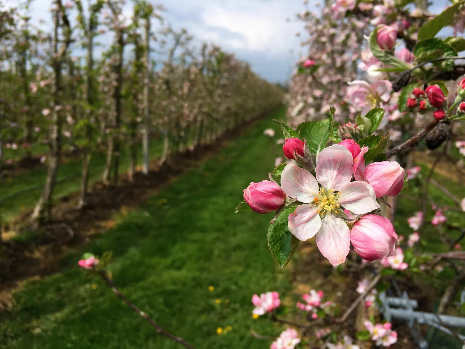 Domestic Apple (Malus Domestica) — one must plan for cross-pollination