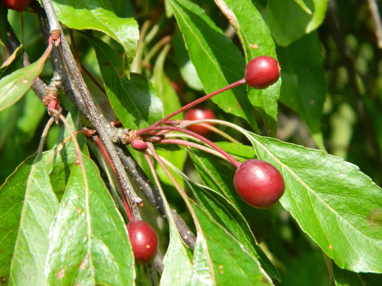 Domestic Apple (Malus Domestica) — as most require another variety nearby to produce fruit