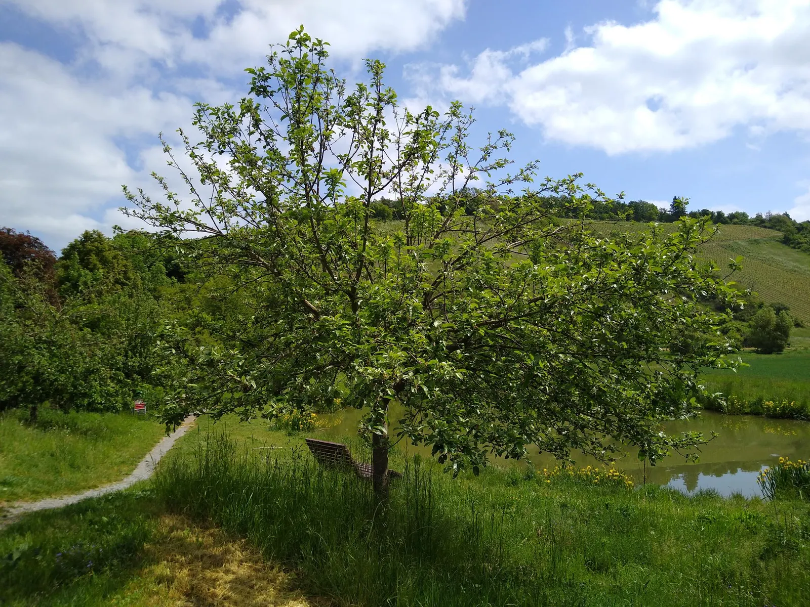 Domestic Apple (Malus Domestica) — as most require another variety nearby to produce fruit; the Domestic Apple tree becomes both a focal point for, image 104